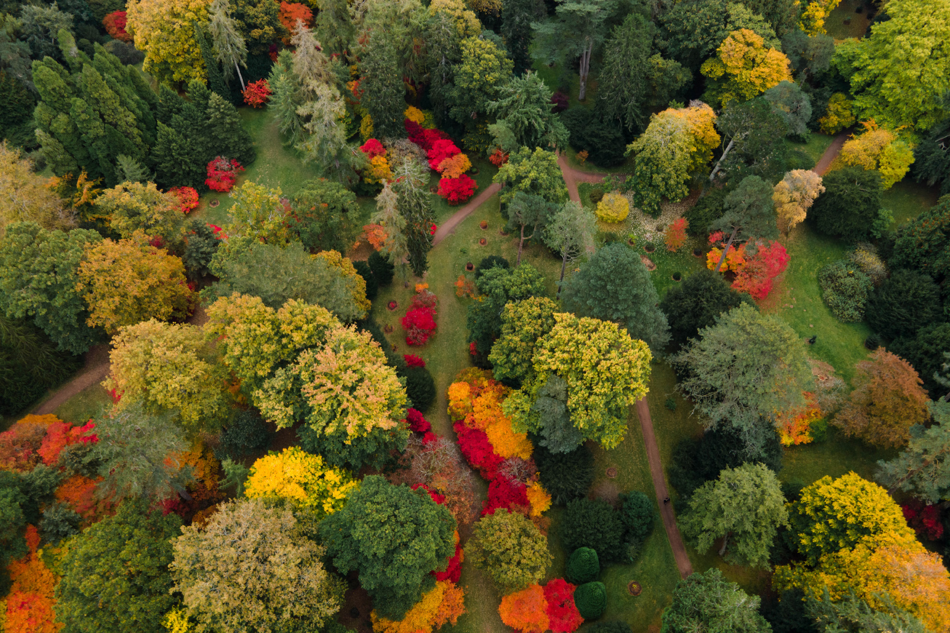 aerial view of trees at Westonbirt Arboretum, cotswolds