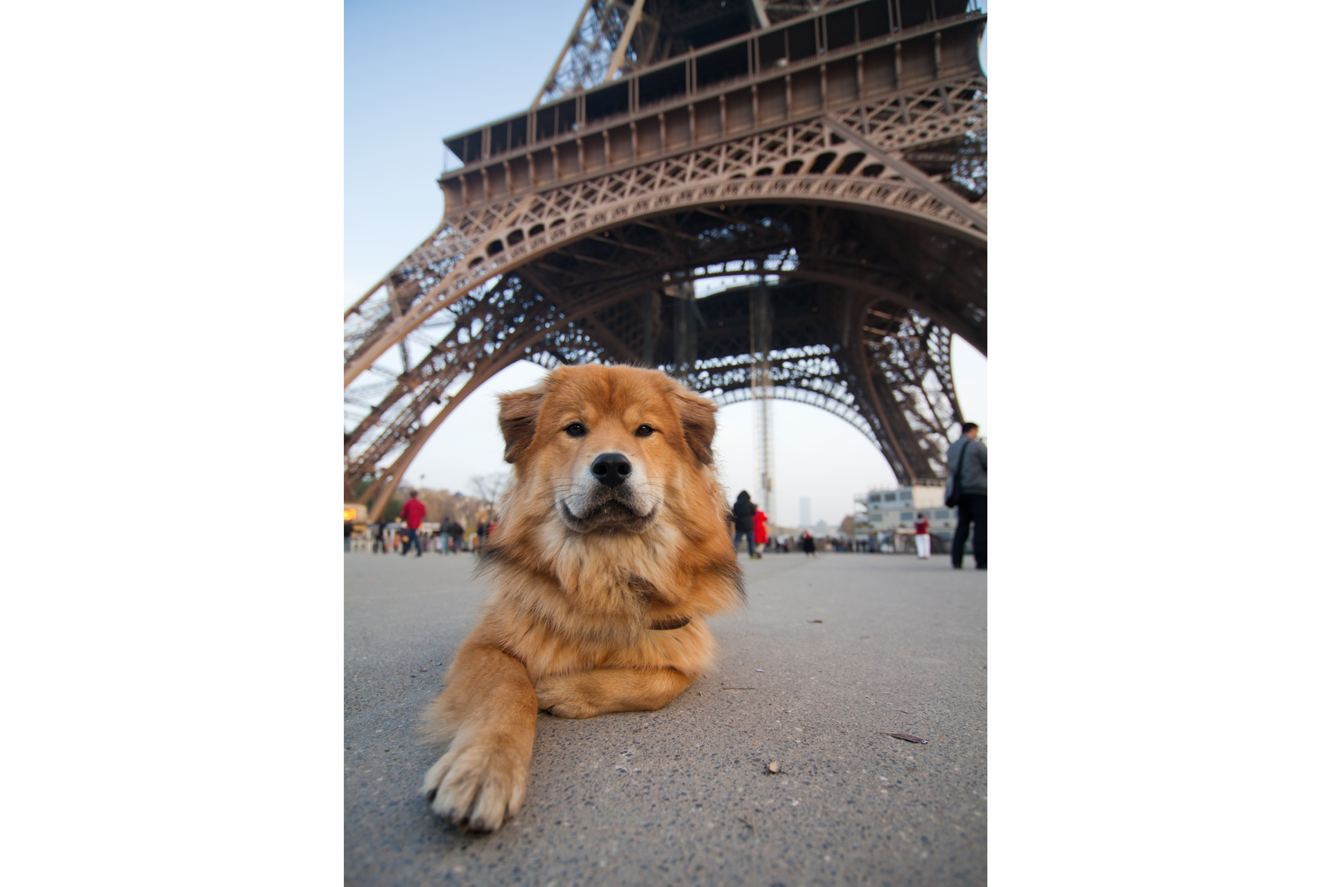 dog lies in front of the Eiffel tower