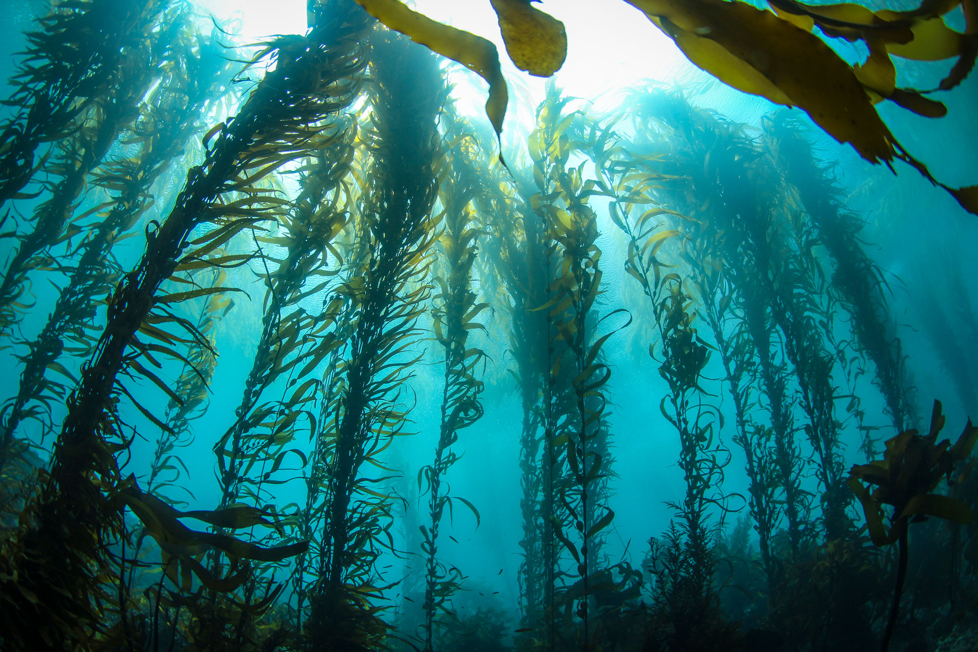 Seaweed in the ocean