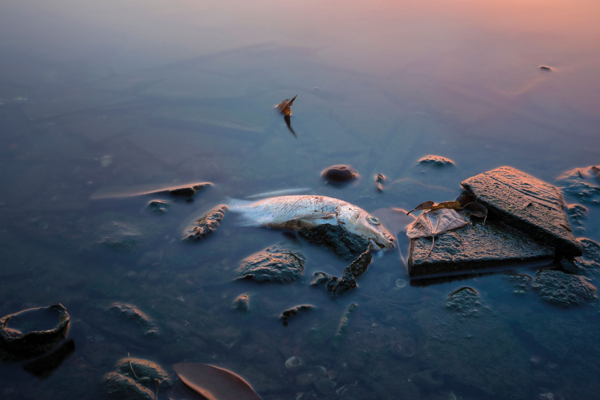 dead fish on lake in asia