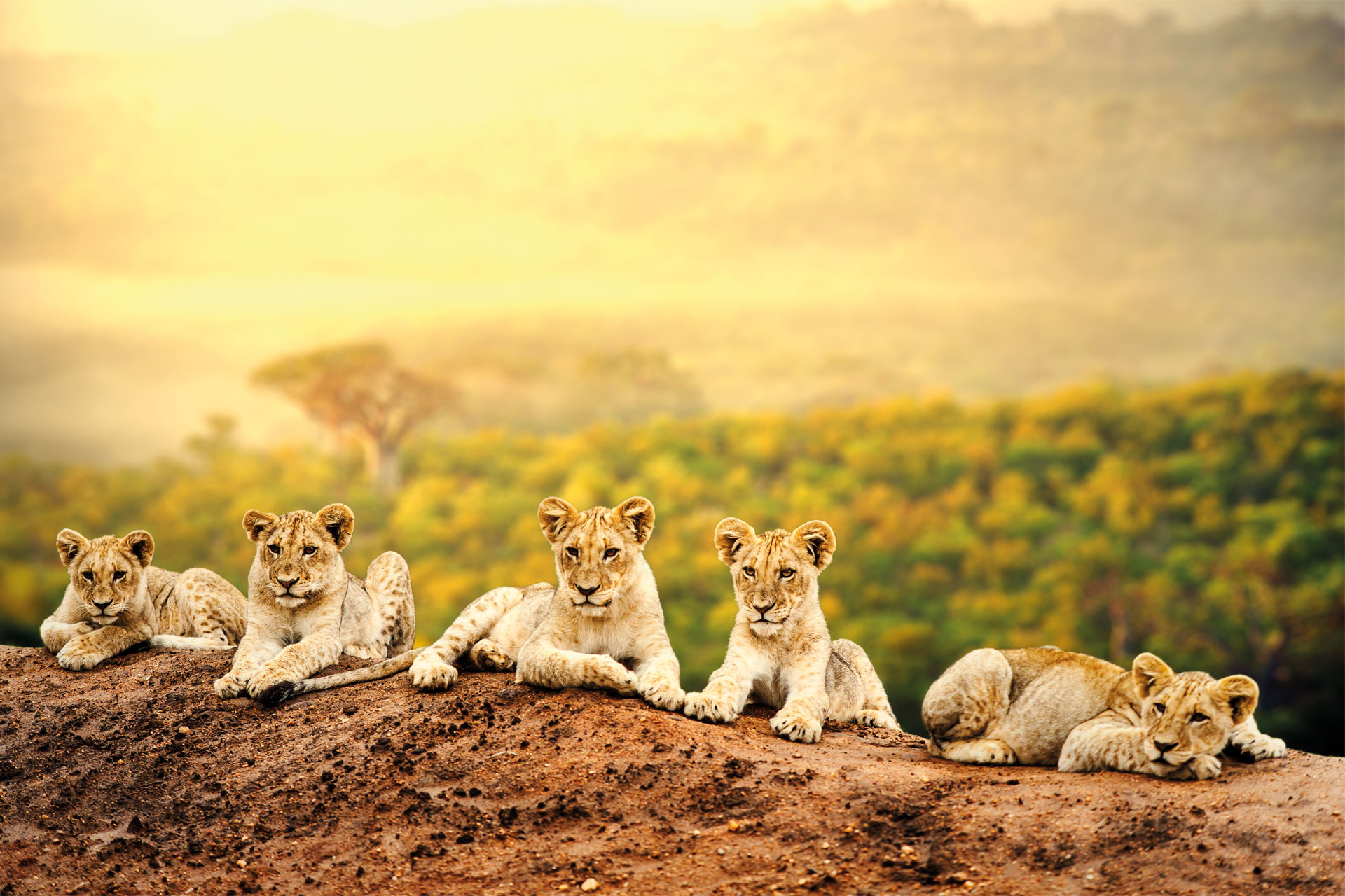 Lion cubs