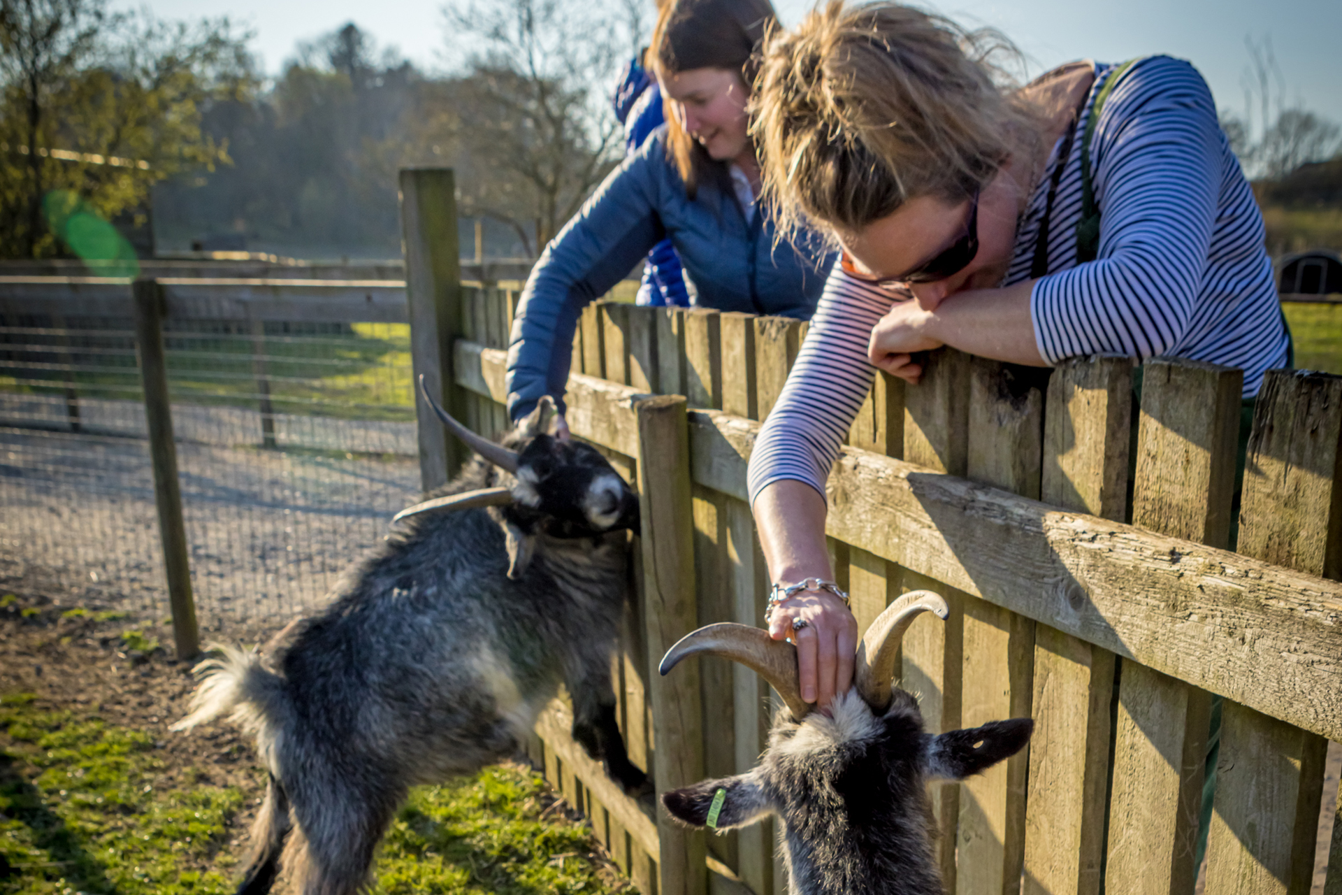 Two people petting farm animals over a fence