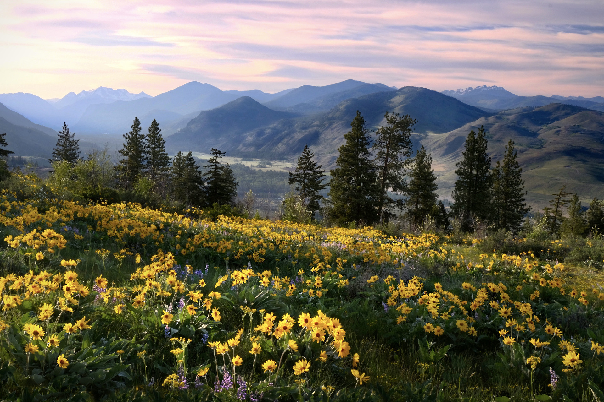 Medicinal homeopathic plant. North Cascades National Park. Washington. USA