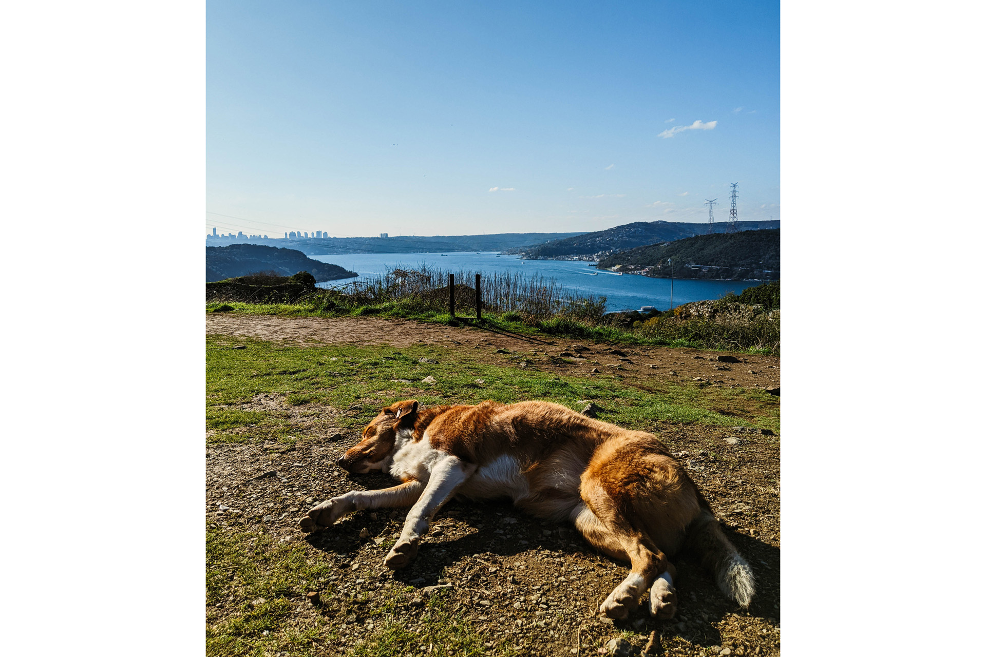 Dog sleeping in front of Yoros Castle in the sun with a view on the Bosphorus in Istanbul, Turkey.