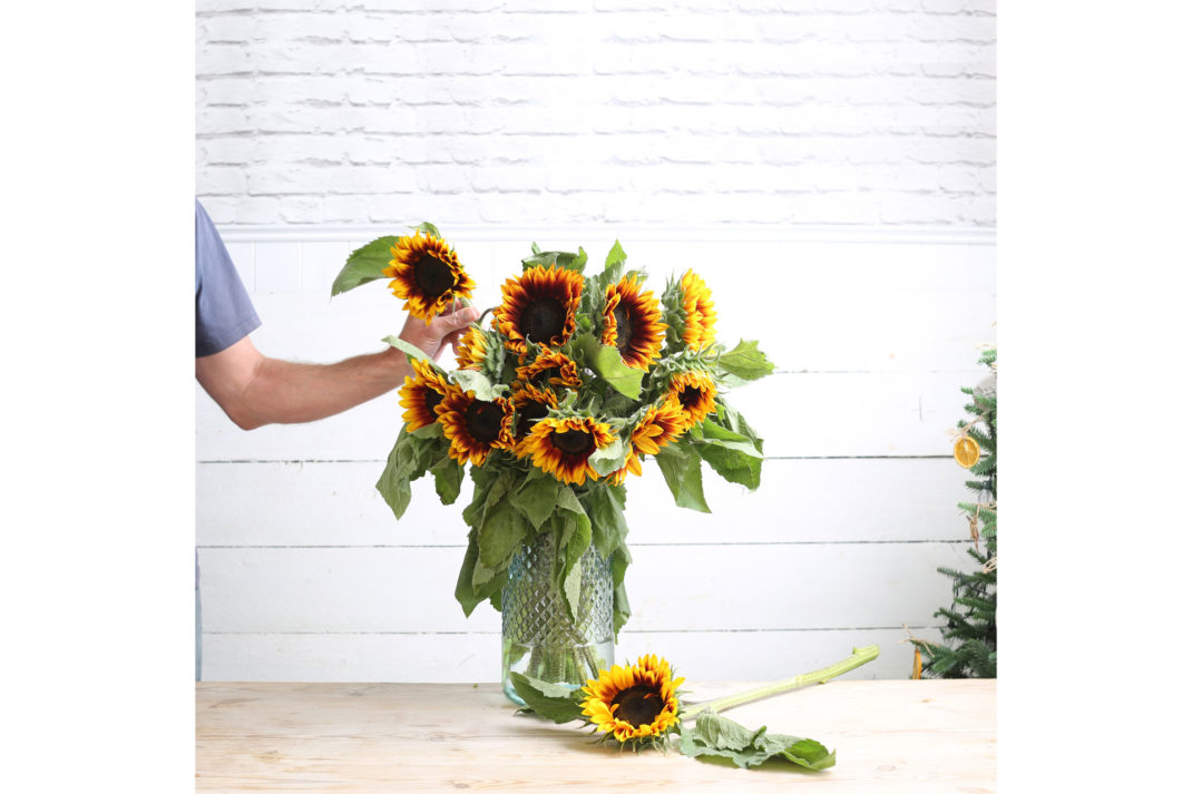 arranging a vase of sunflowers, by Abel & Cole's sustainable floristry service 