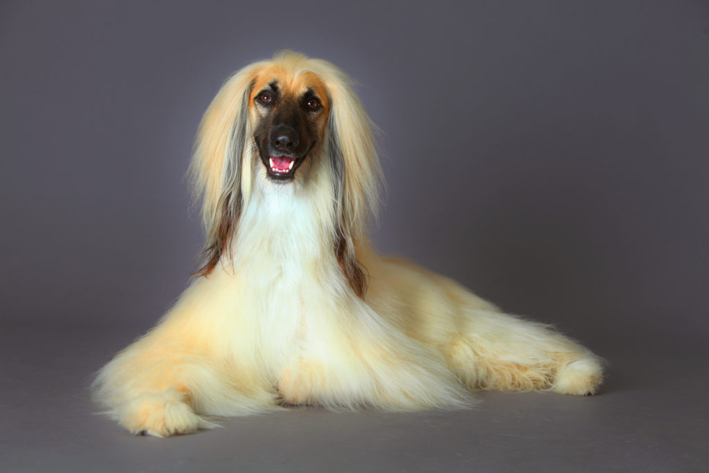 what-is-a-hound-dog-slang