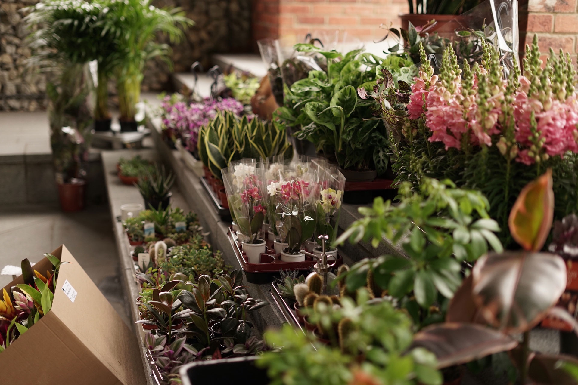Plants