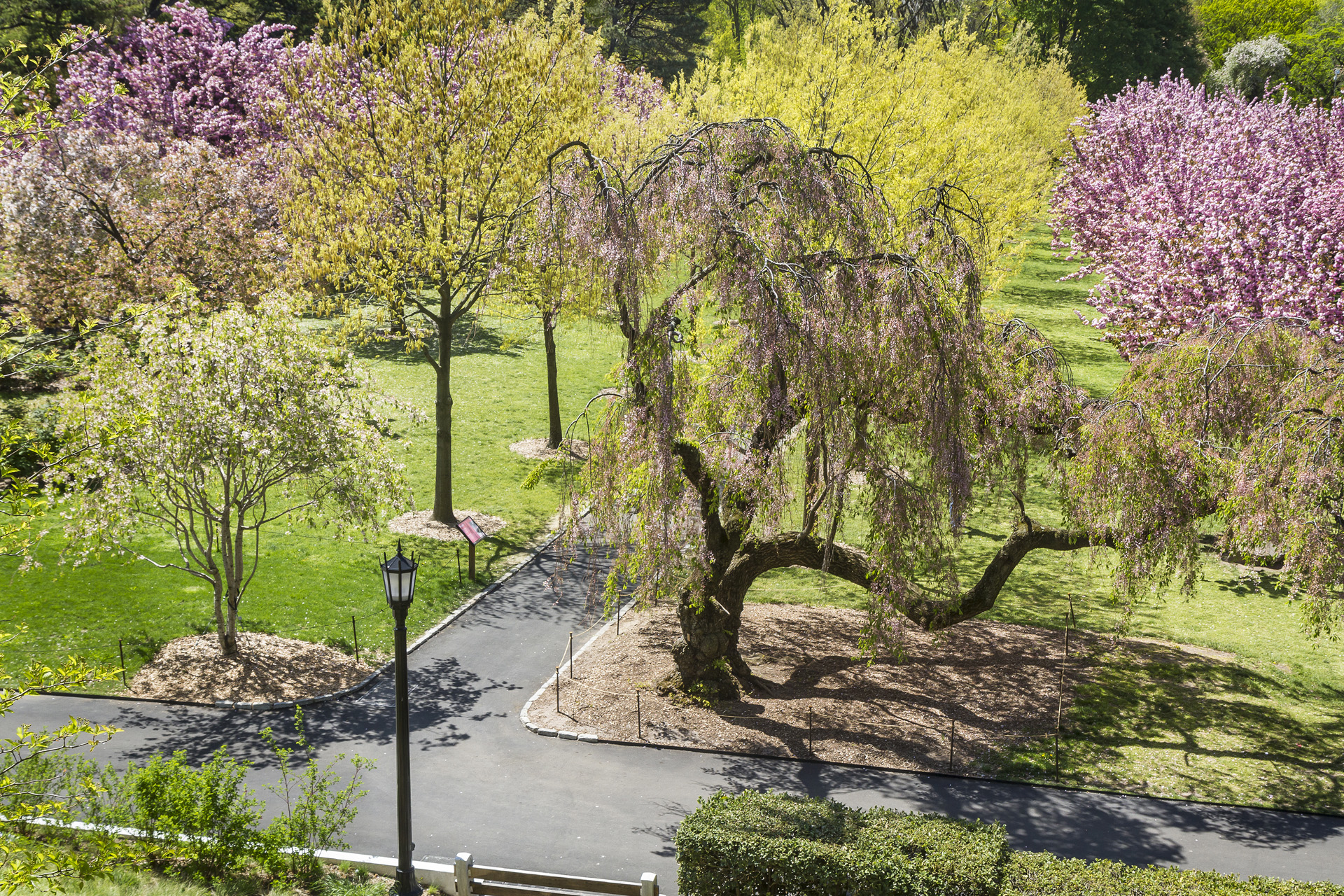 Pathways amongst the cherry trees at the Brooklyn Botanic Gardens in New York City