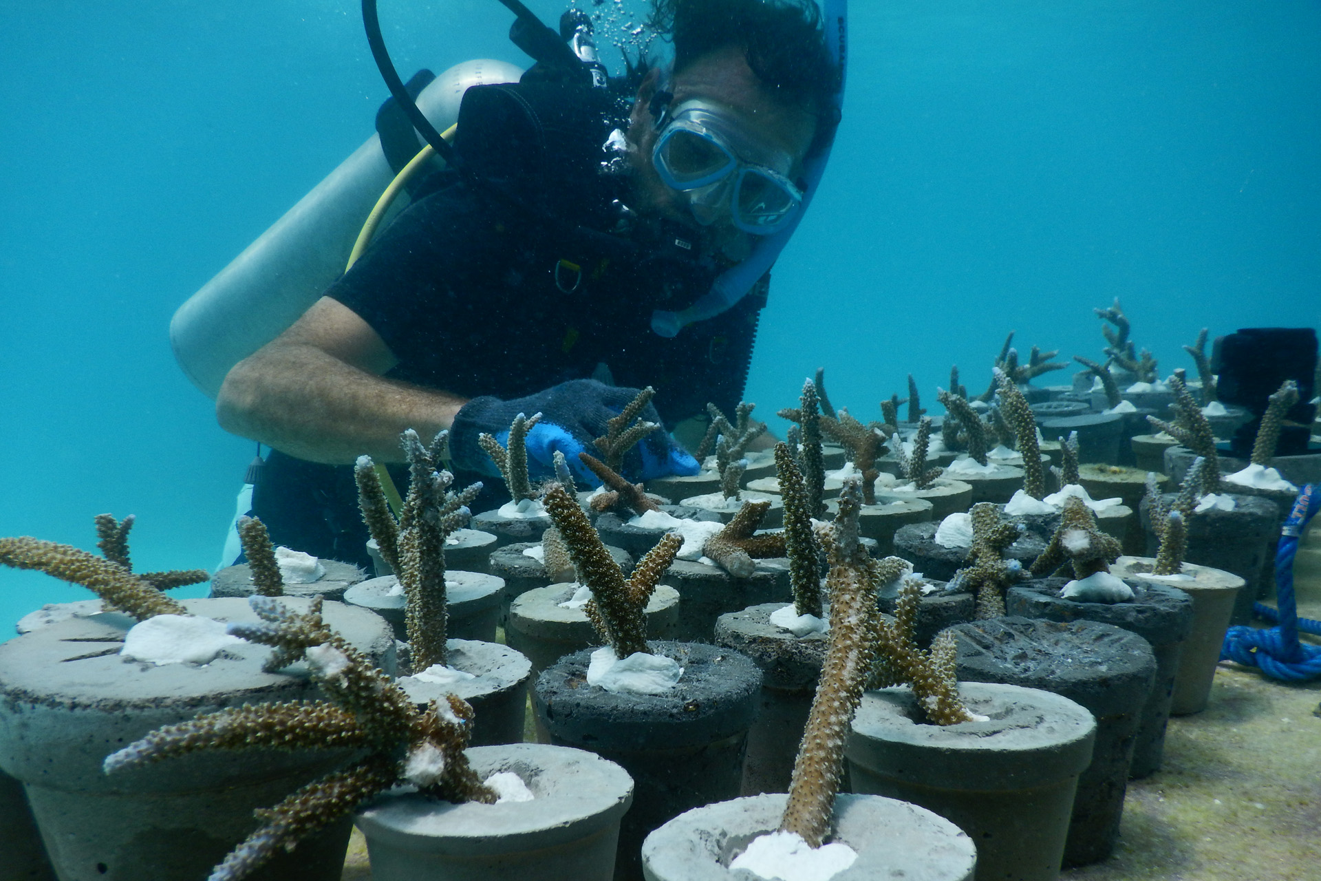 a scuba diver propagating coral