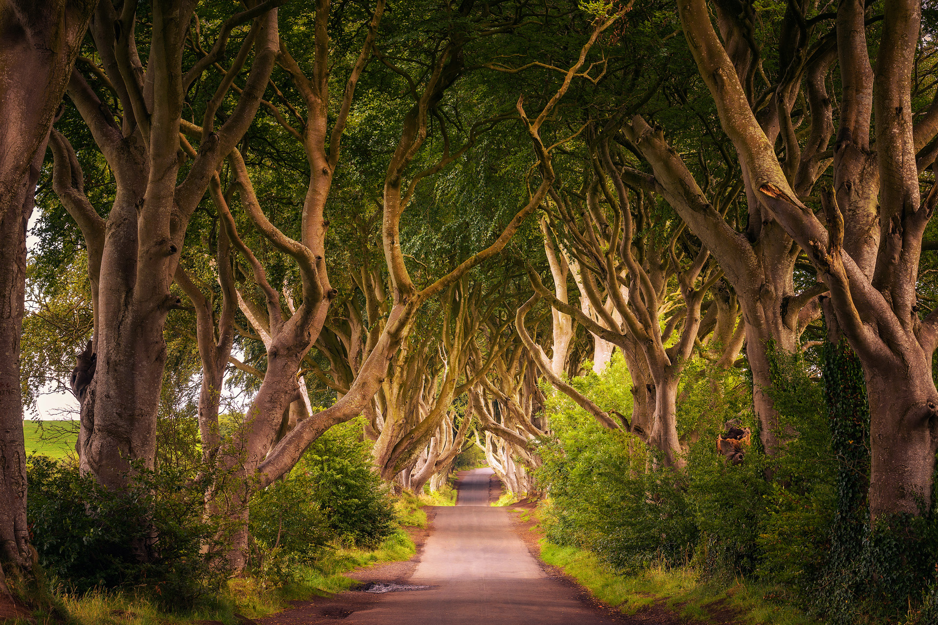 Road through the Dark Hedges tree tunnel at sunset in Ballymoney, Northern Ireland, United Kingdom