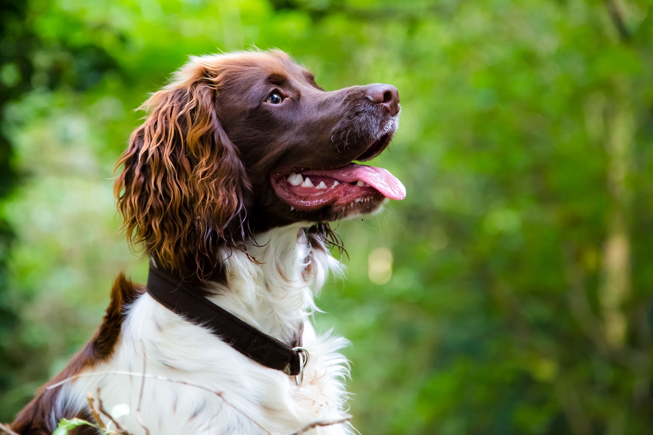 Springer Spaniel