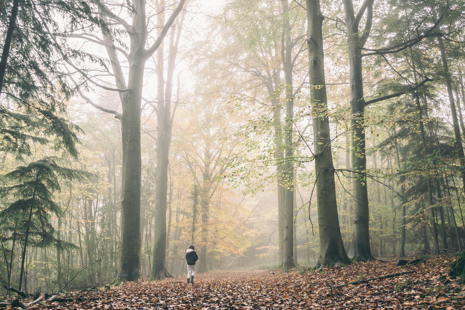 Firefly autumn forest, cornwall