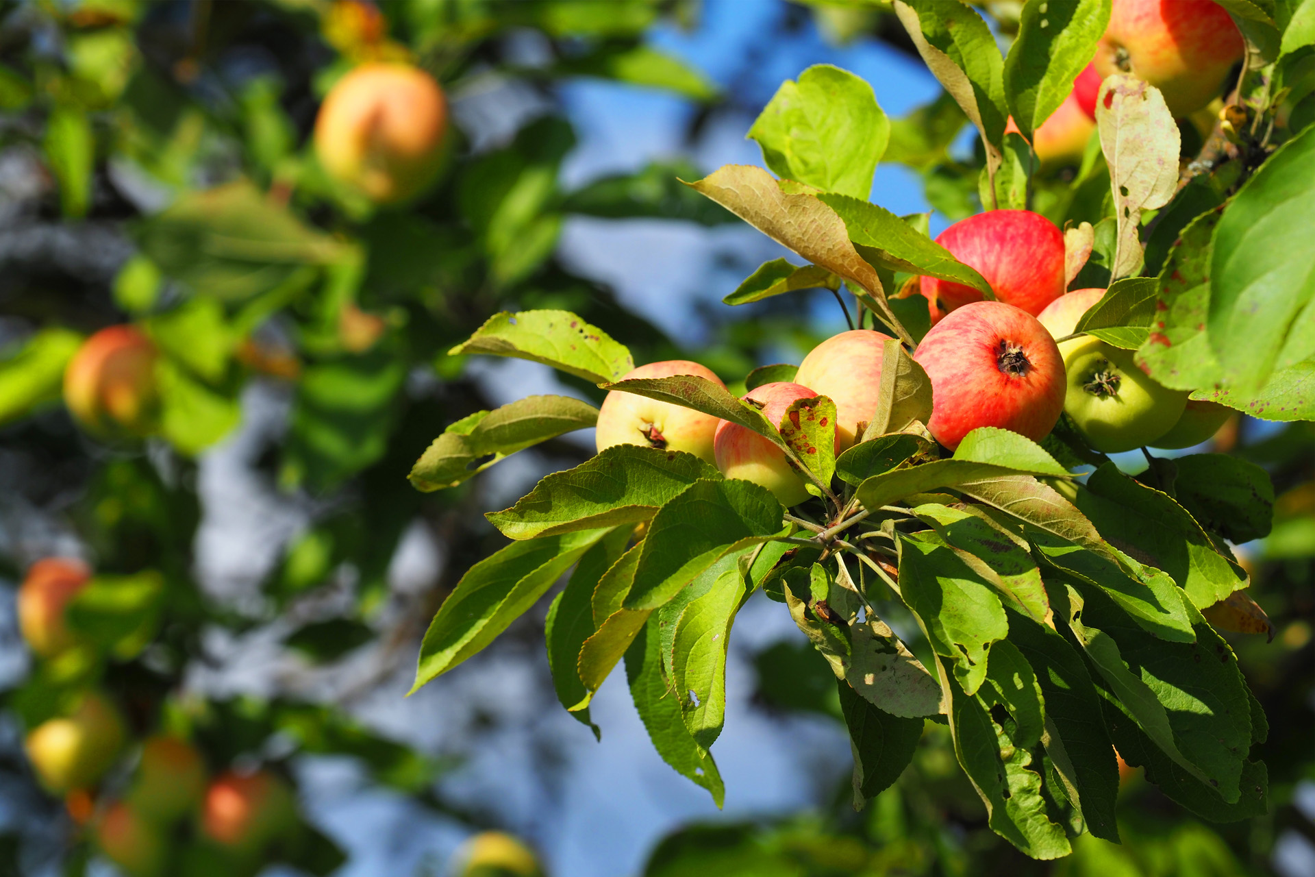 Apple orchard, ripen apples on the branches, harvest