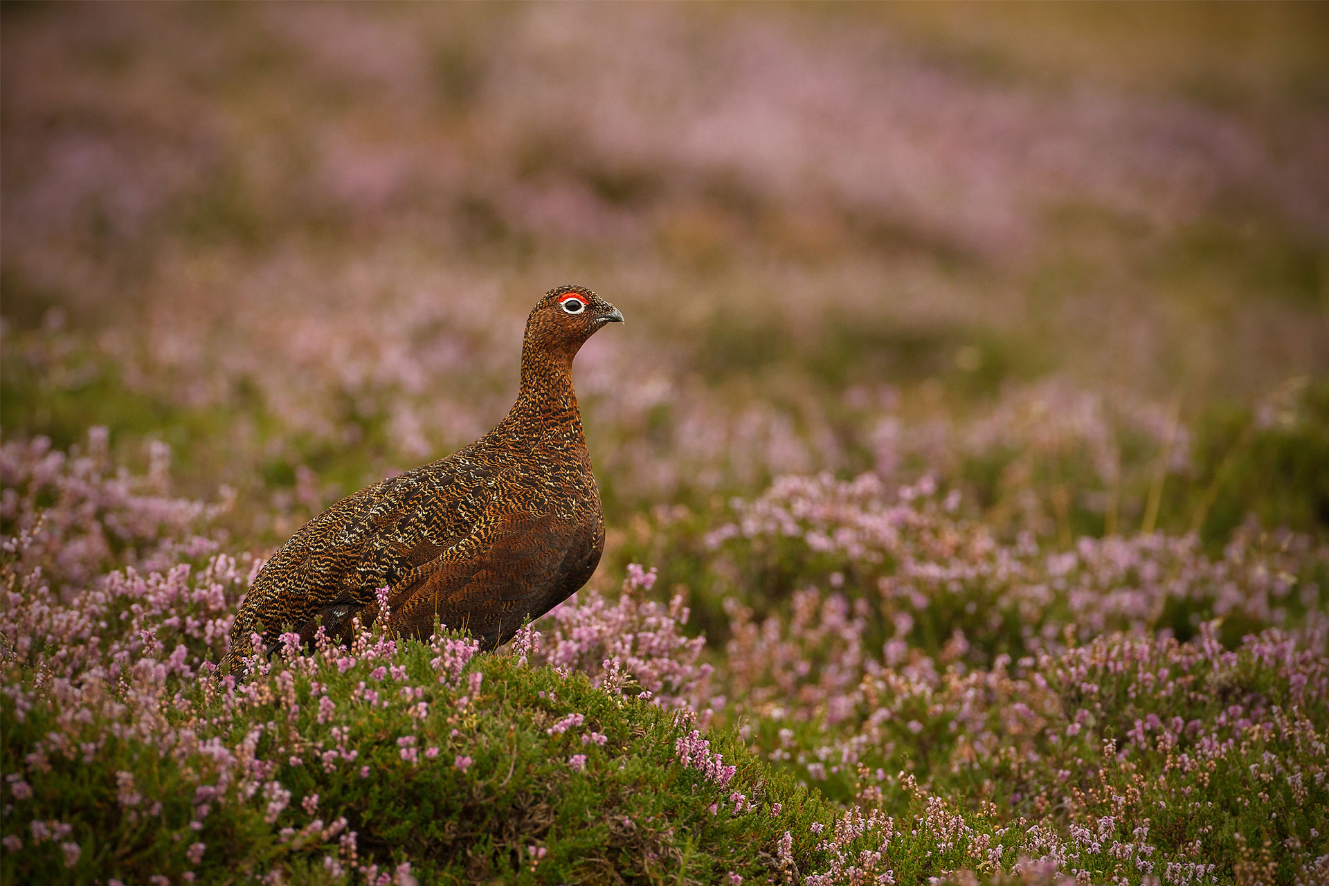 Grouse bird on Yorkshire moorland