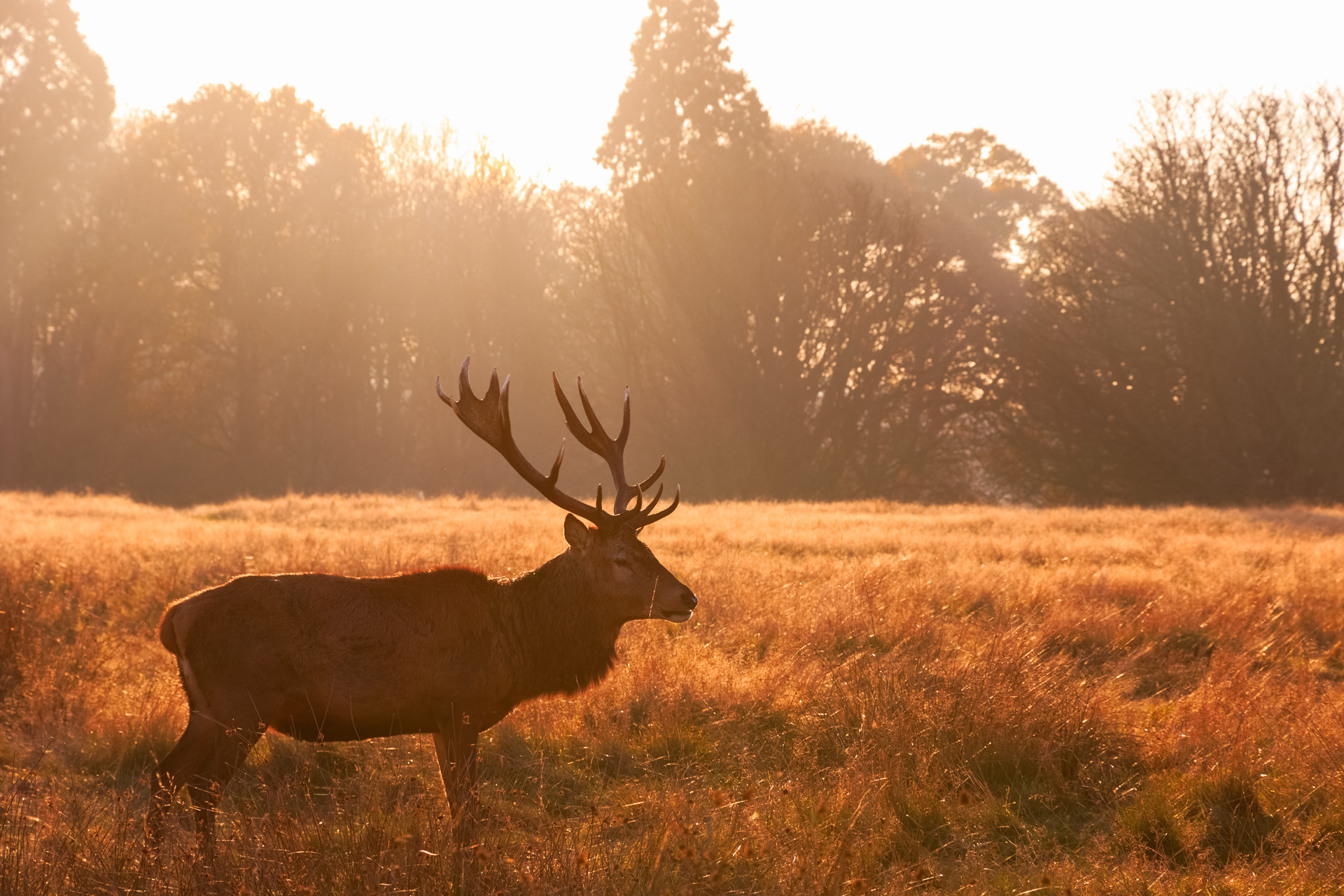 Red deer in Richmond Park, London