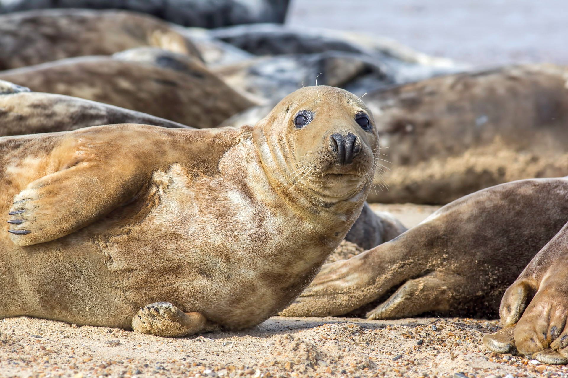 Grey seal during annual moulting. Shedding its brown skin fur. This animal is part of he Horsey wild seal colony on the East coast of the UK.