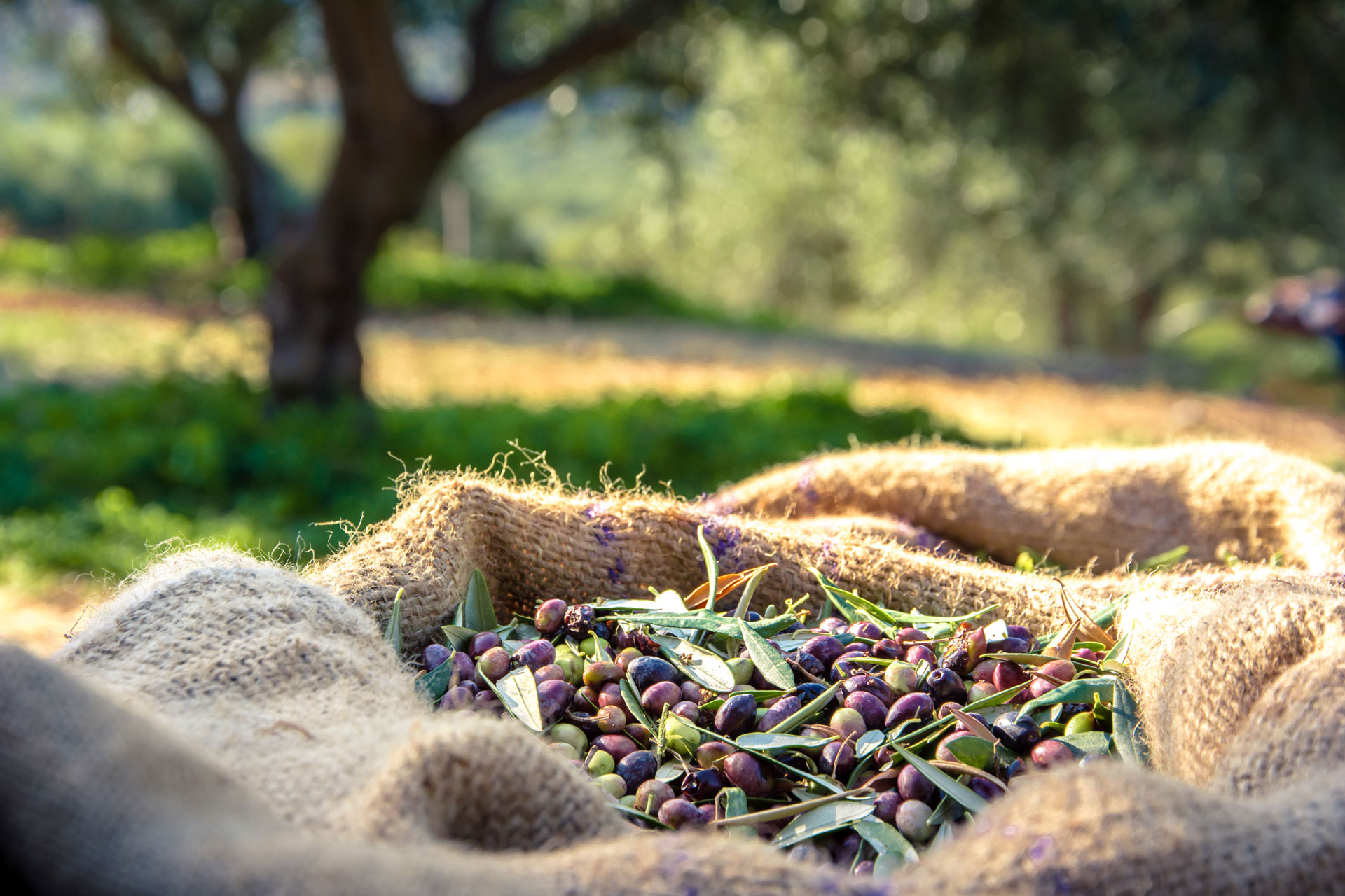 Green olives in a large straw bag