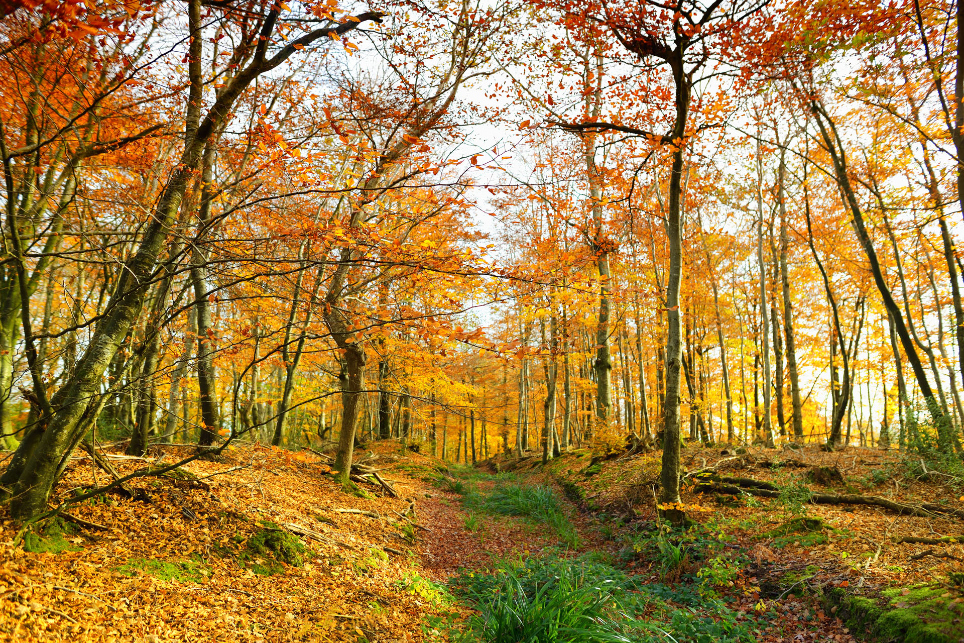 Here's What To Do In Devon This Autumn