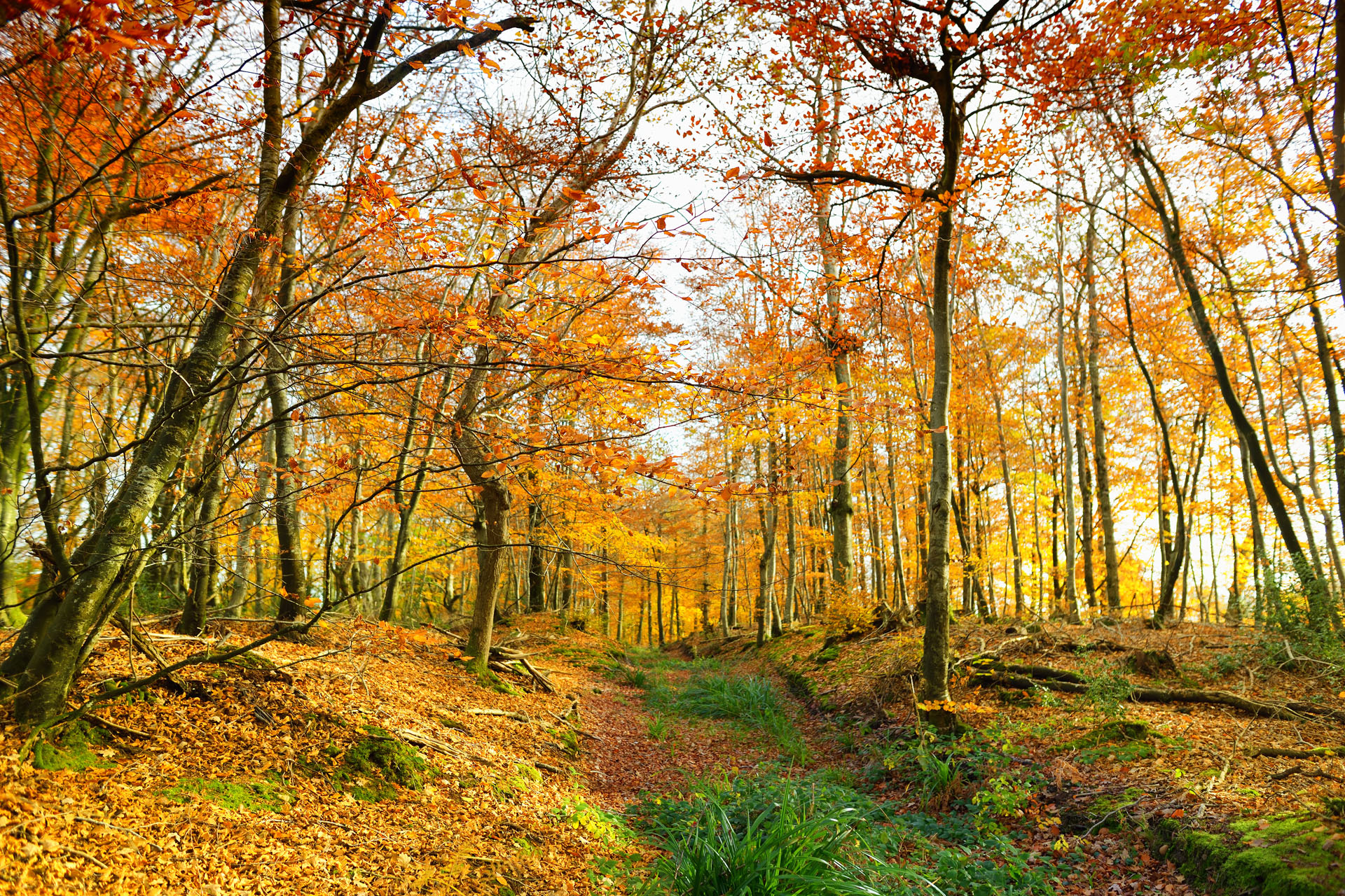 Golden autumn forest of Dartmoor National Park, a vast moorland in the county of Devon, in southwest England.