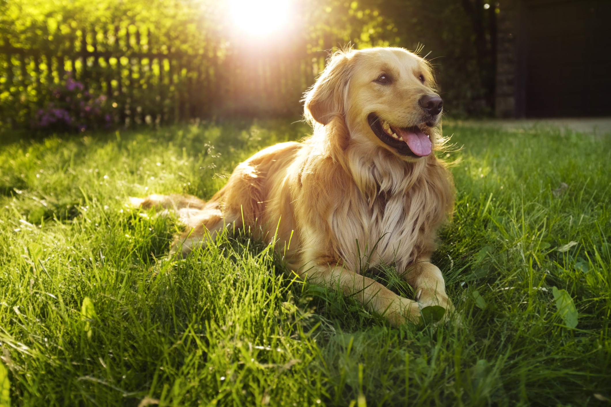 Golden retriever backlit