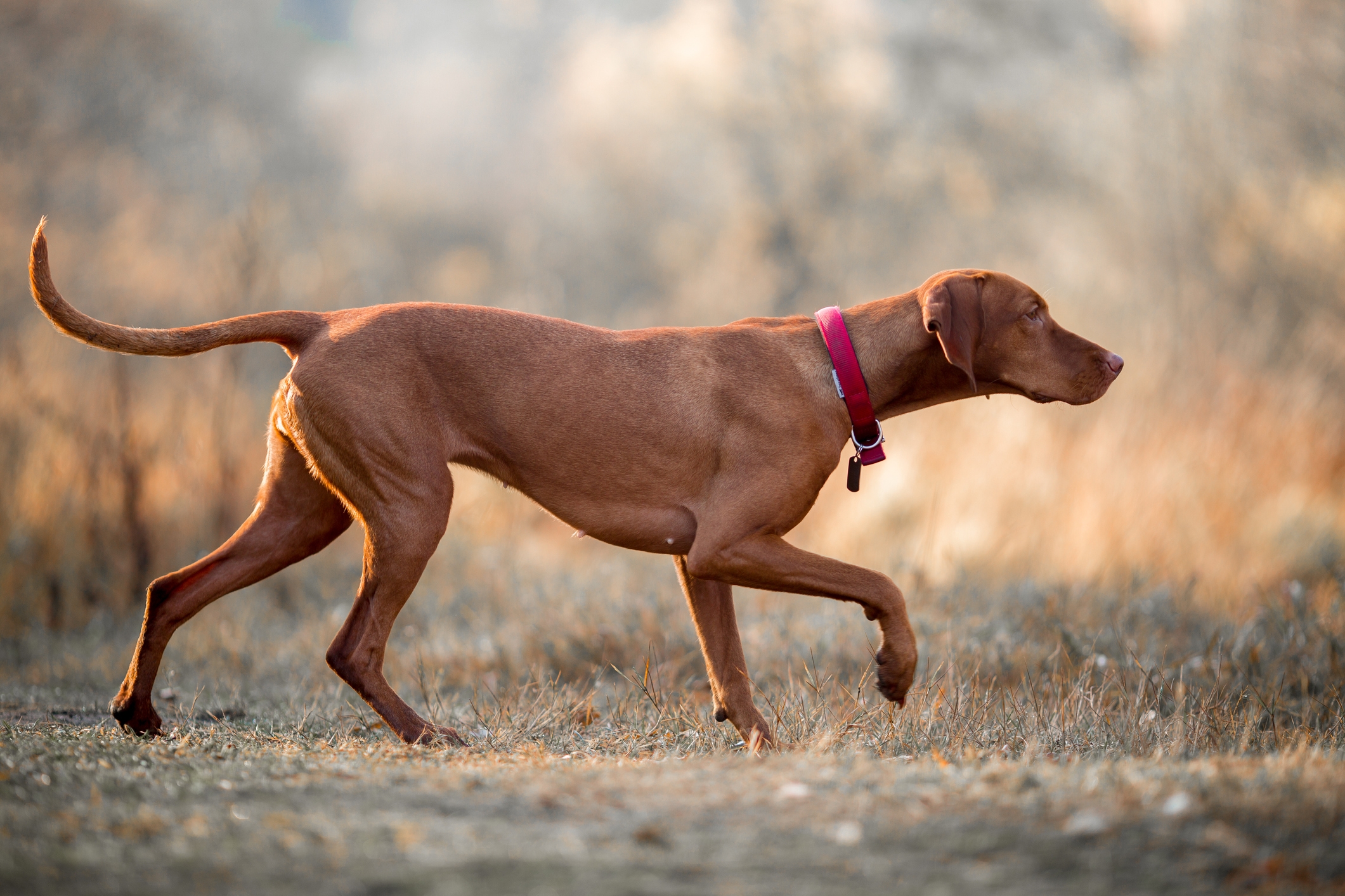 Hungarian Vizsla portrait in wear at autumn misty park