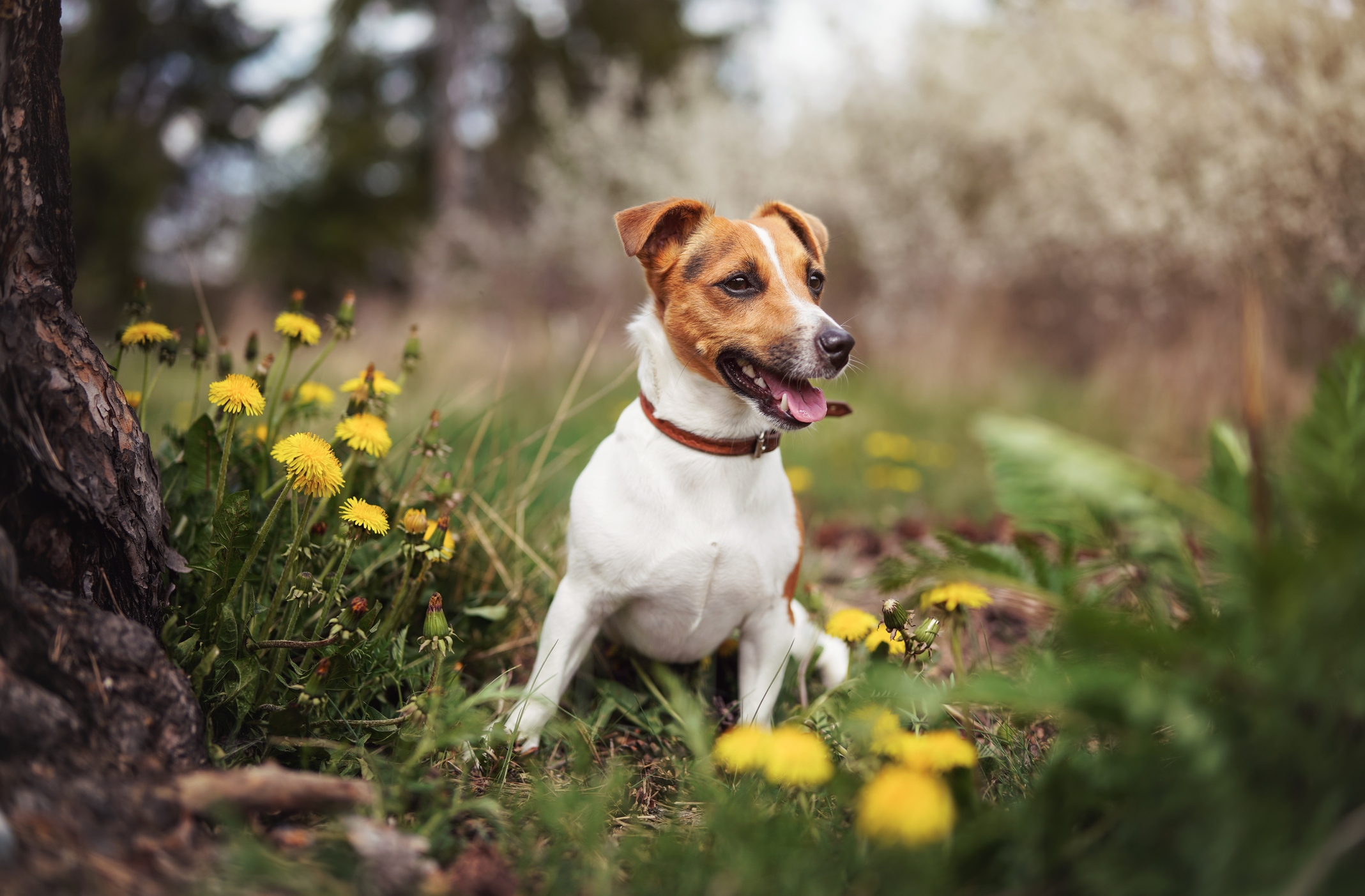 Small Jack Russell terrier sitting on meadow in spring, yellow dandelion flowers near