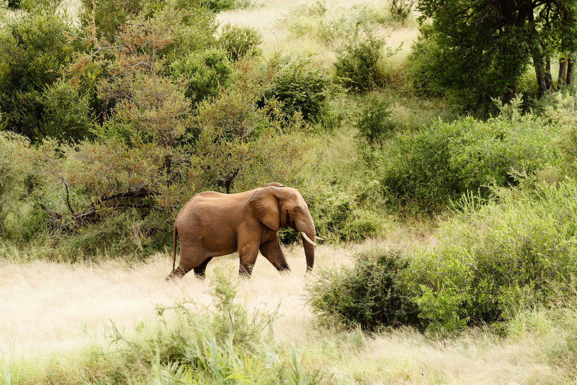 Last Word Kitari, elephant on safari