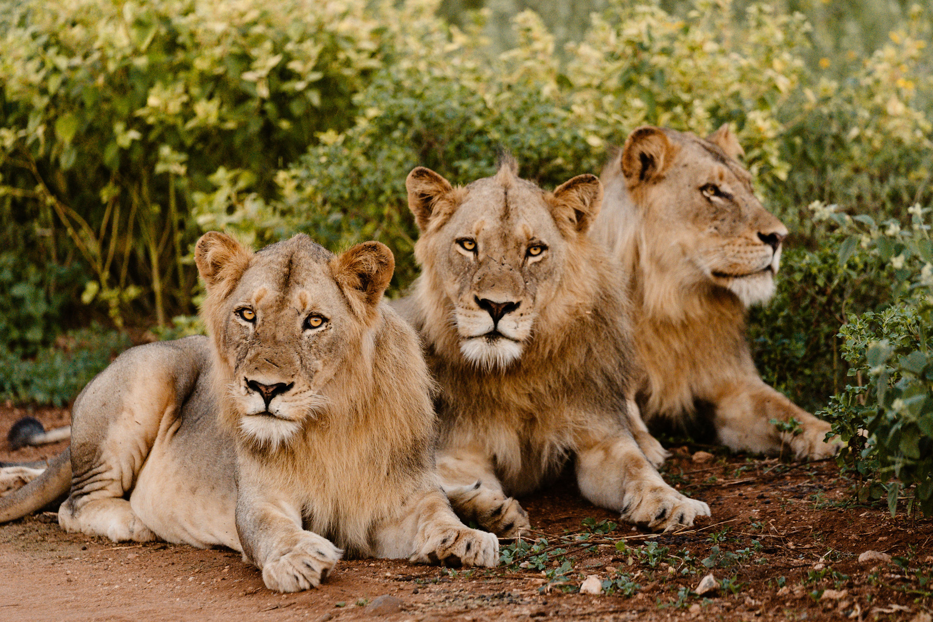 Last Word Kitari, lions on safari