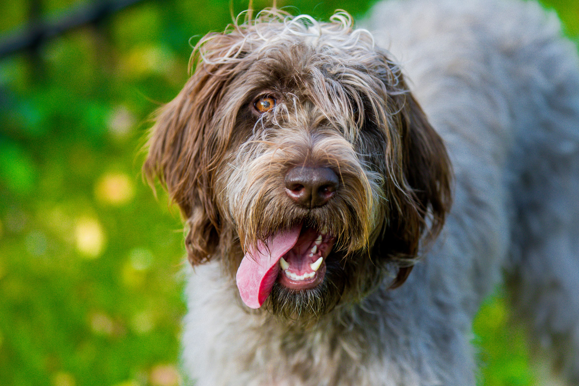 Otterhound dog