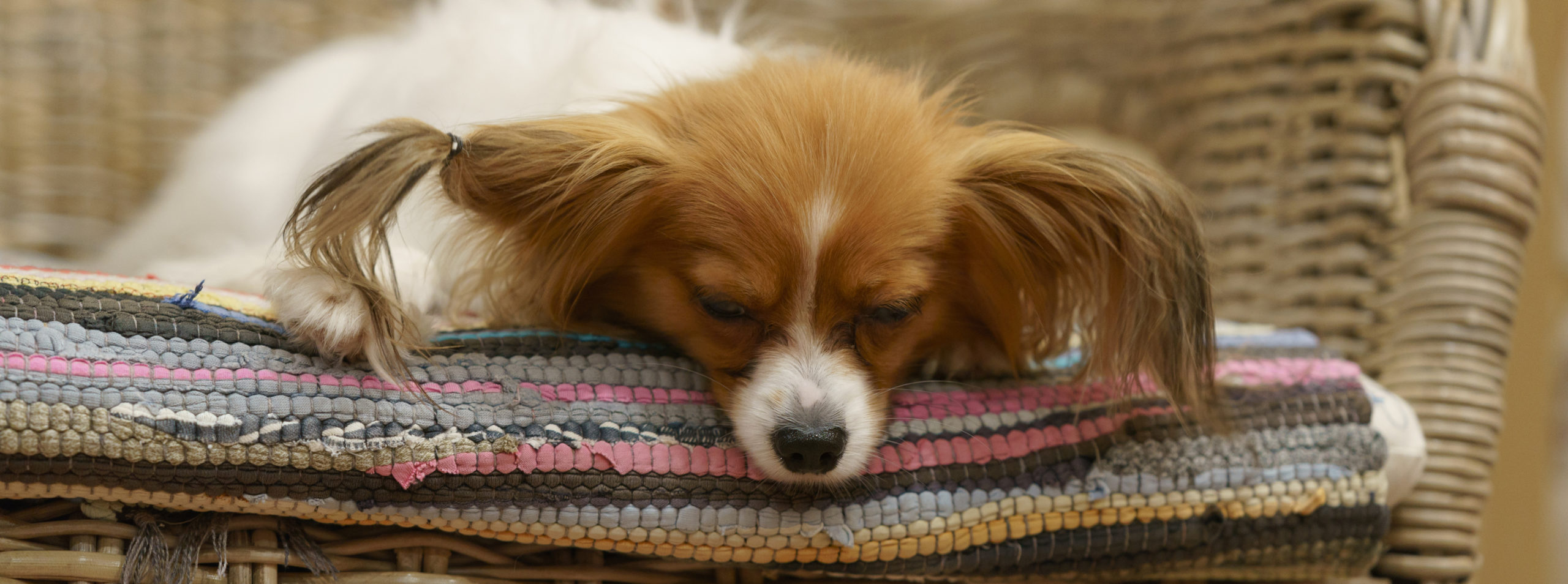 Papillon Purebred