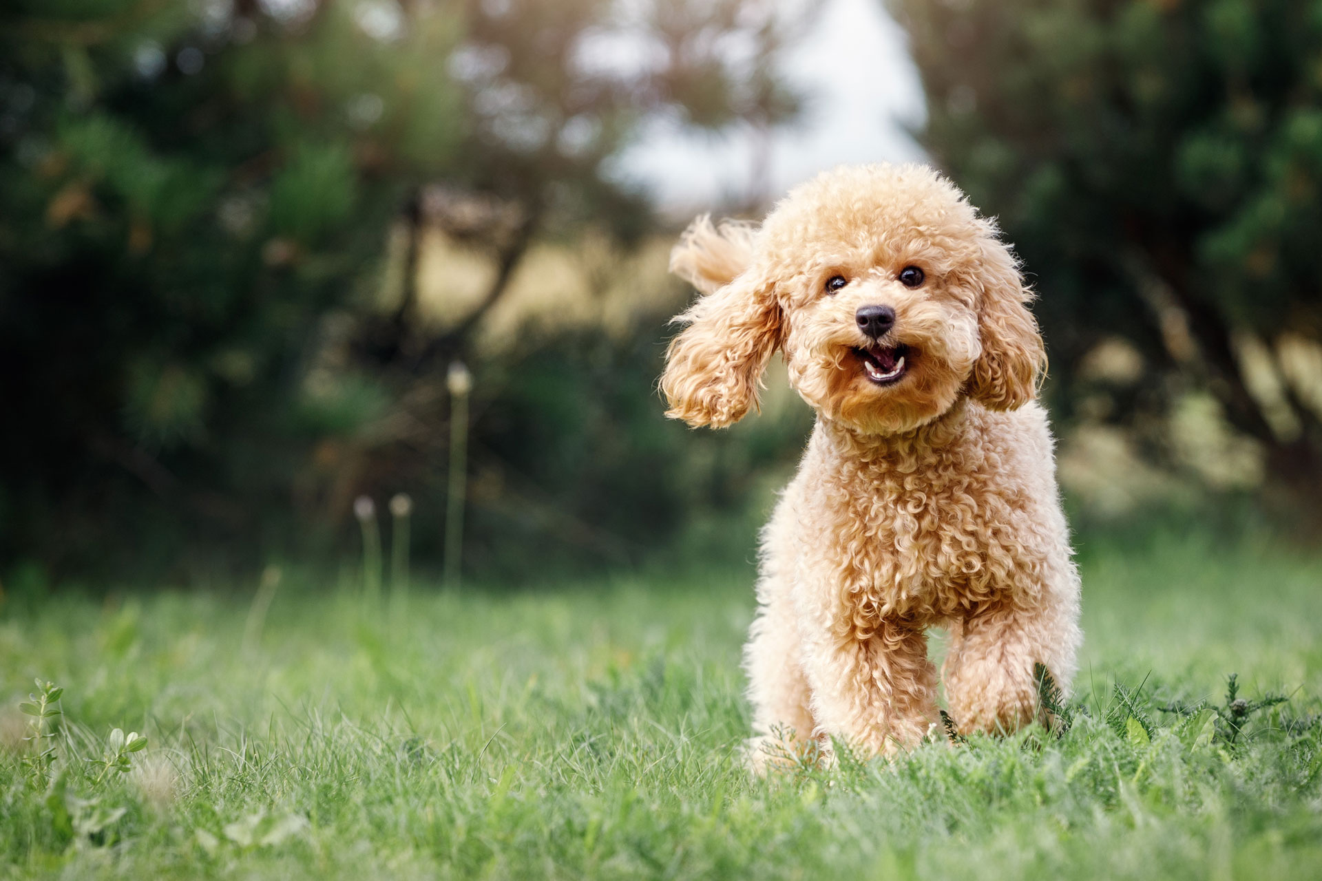Toy-poodle