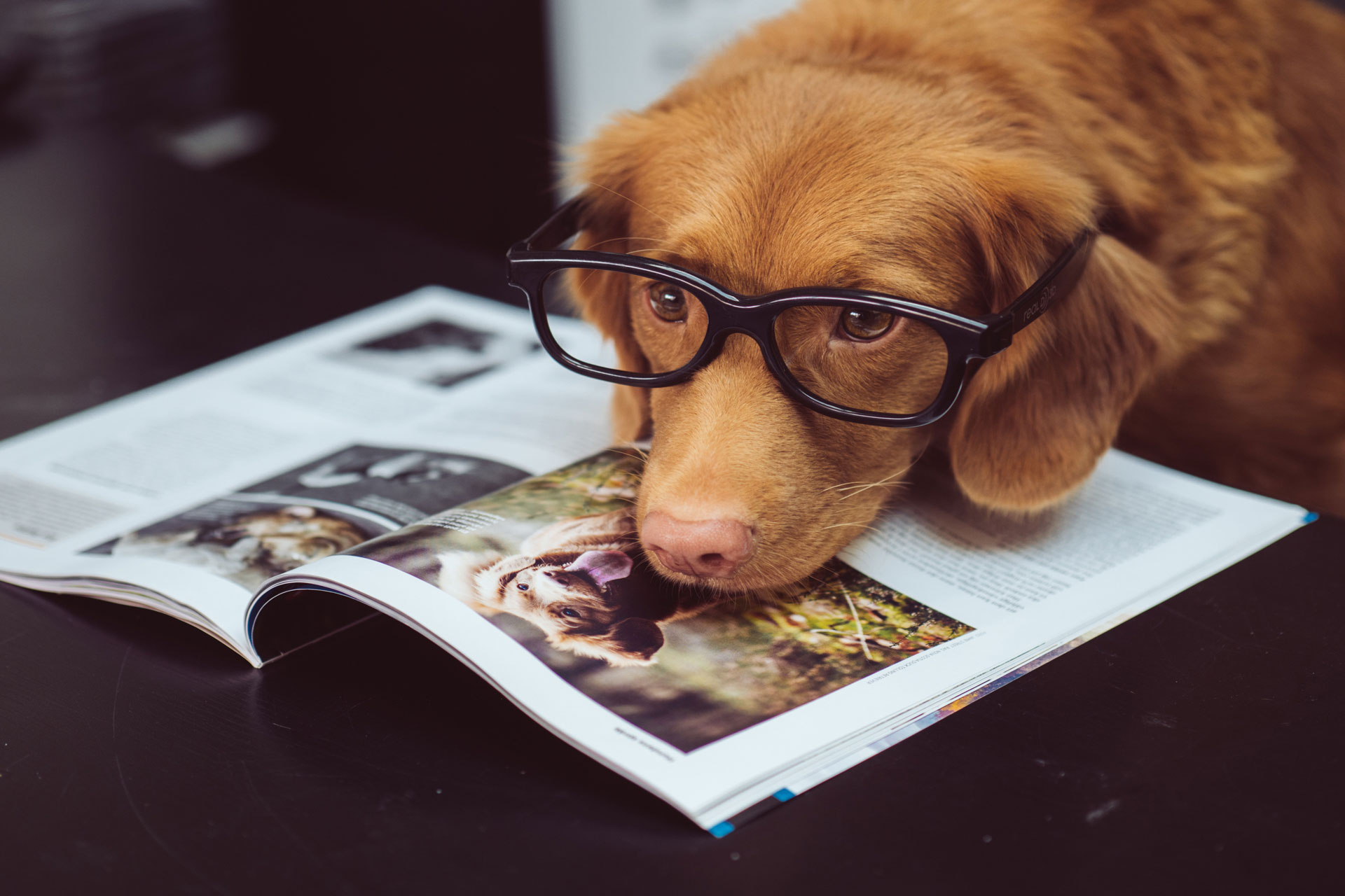 Which Dog Breed Suits You?