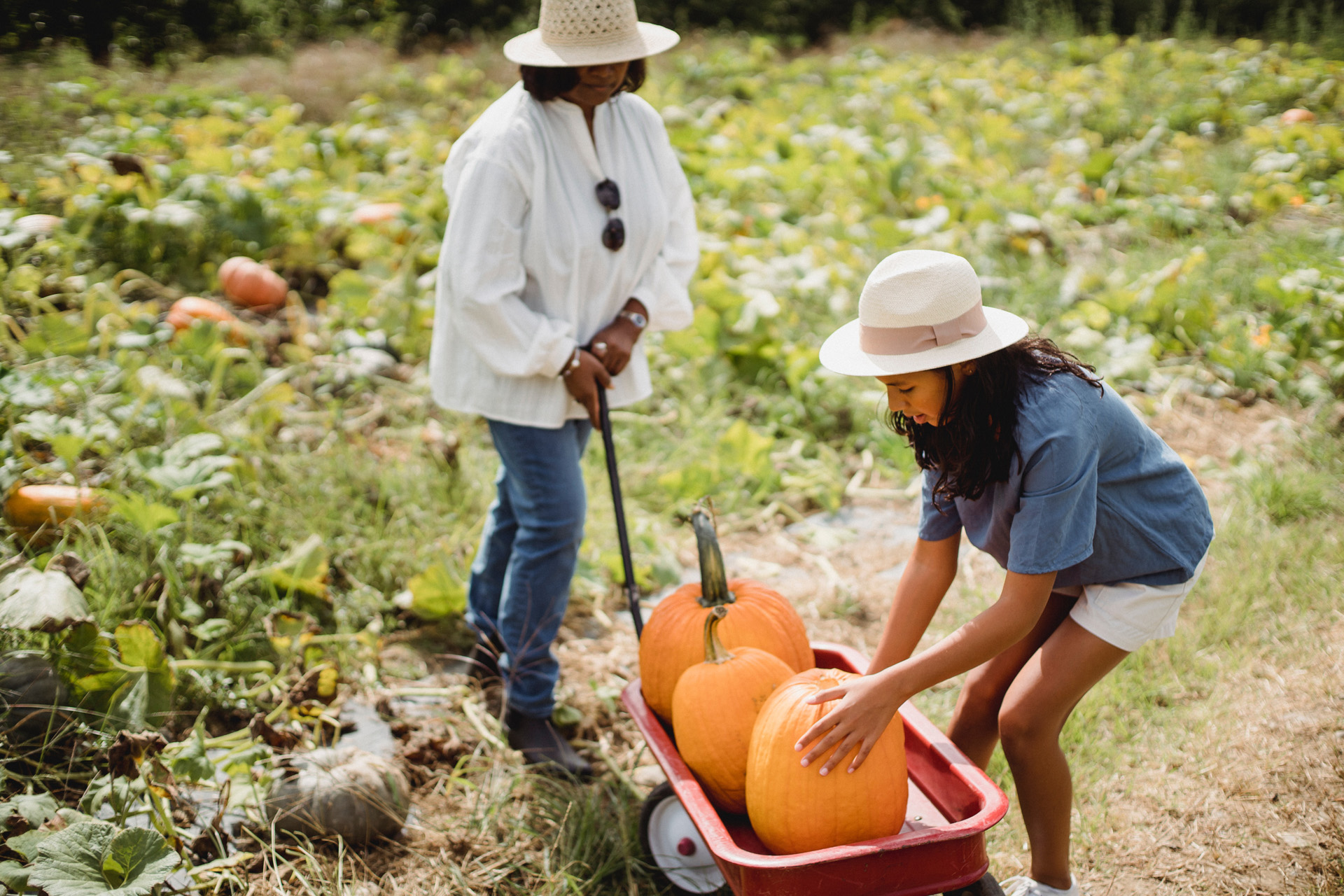 pumpkin picking