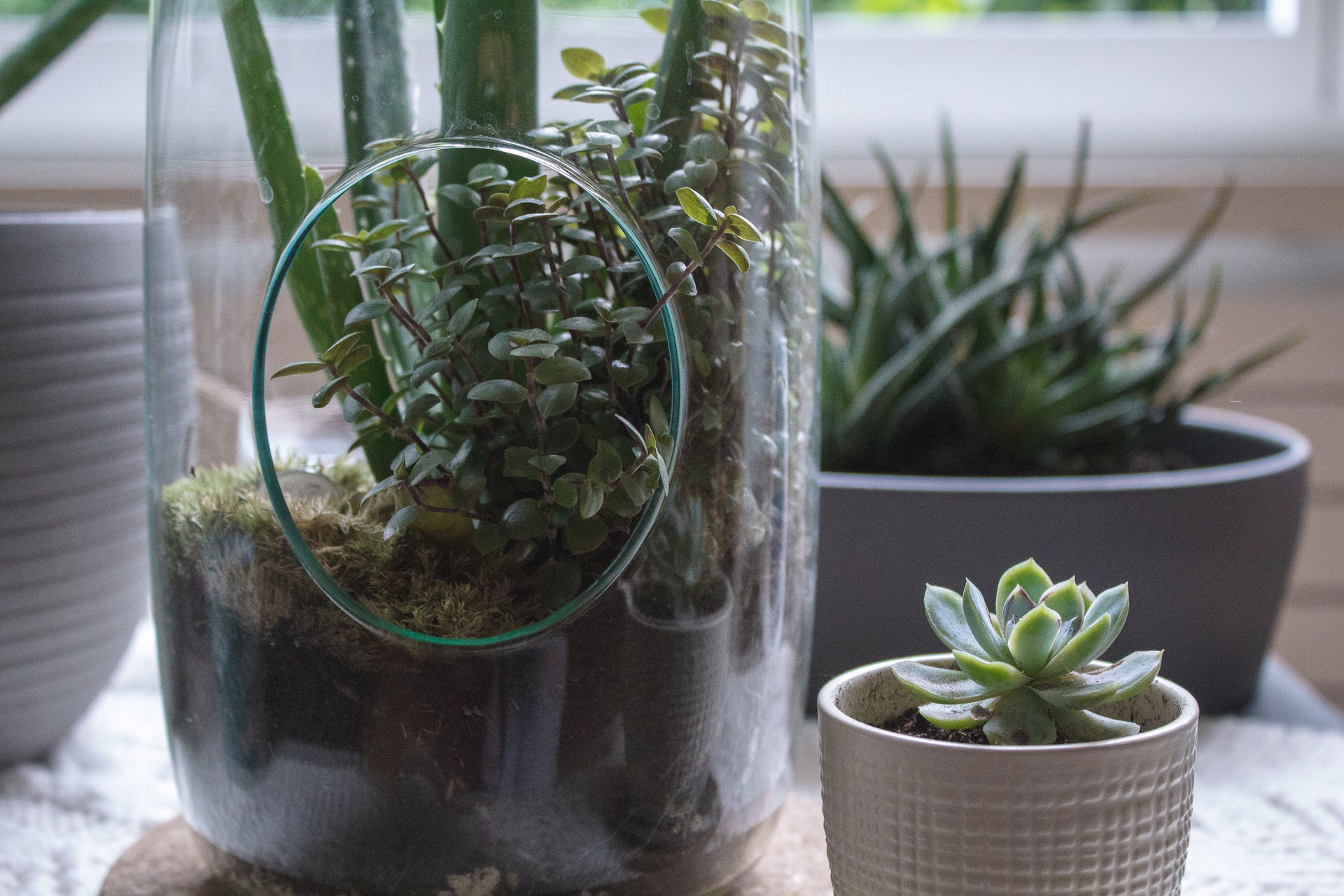Top Tips for Making a Terrarium