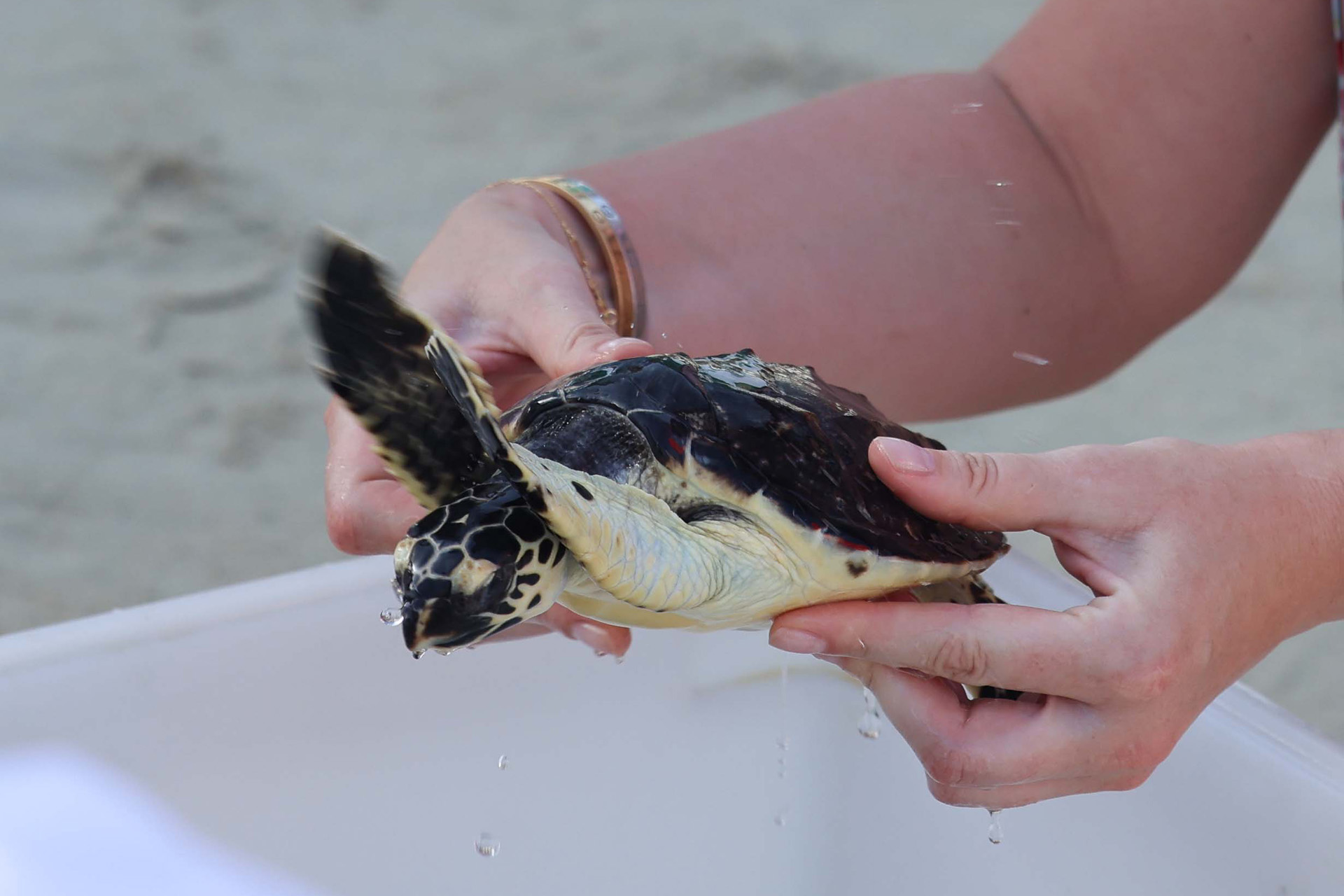 turtle rehabilitation