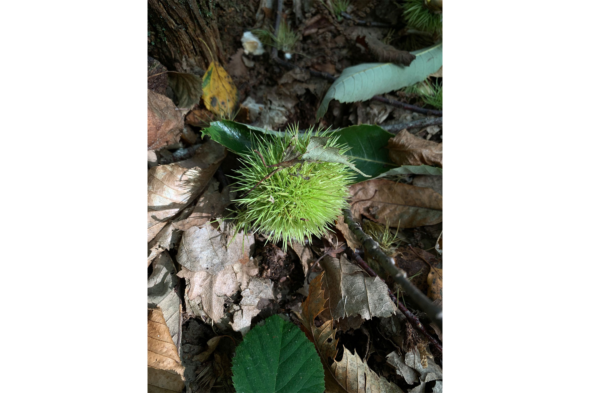 Katherine May's images of September