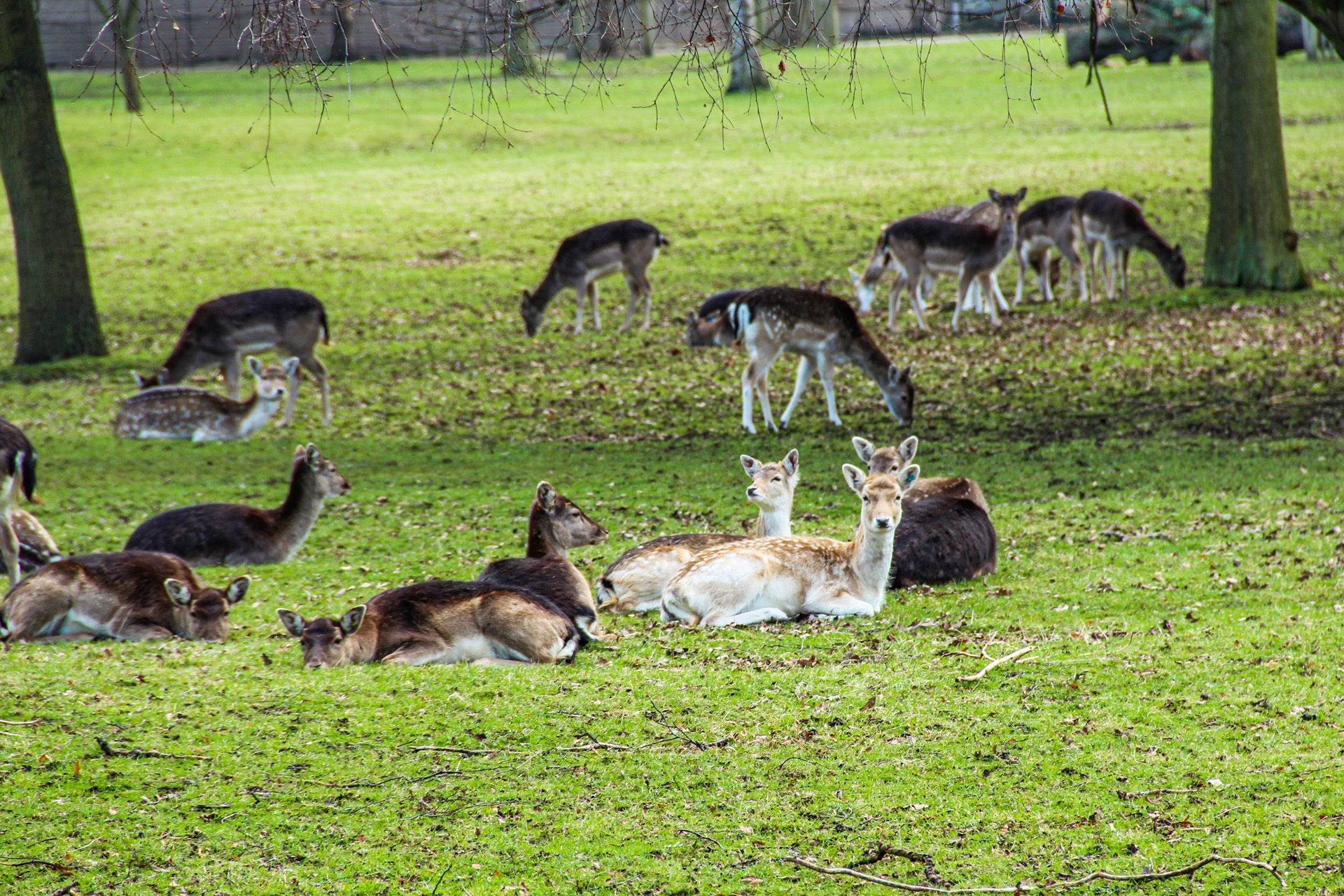 Deer kept in the garden in the Magdalen College of Oxford University