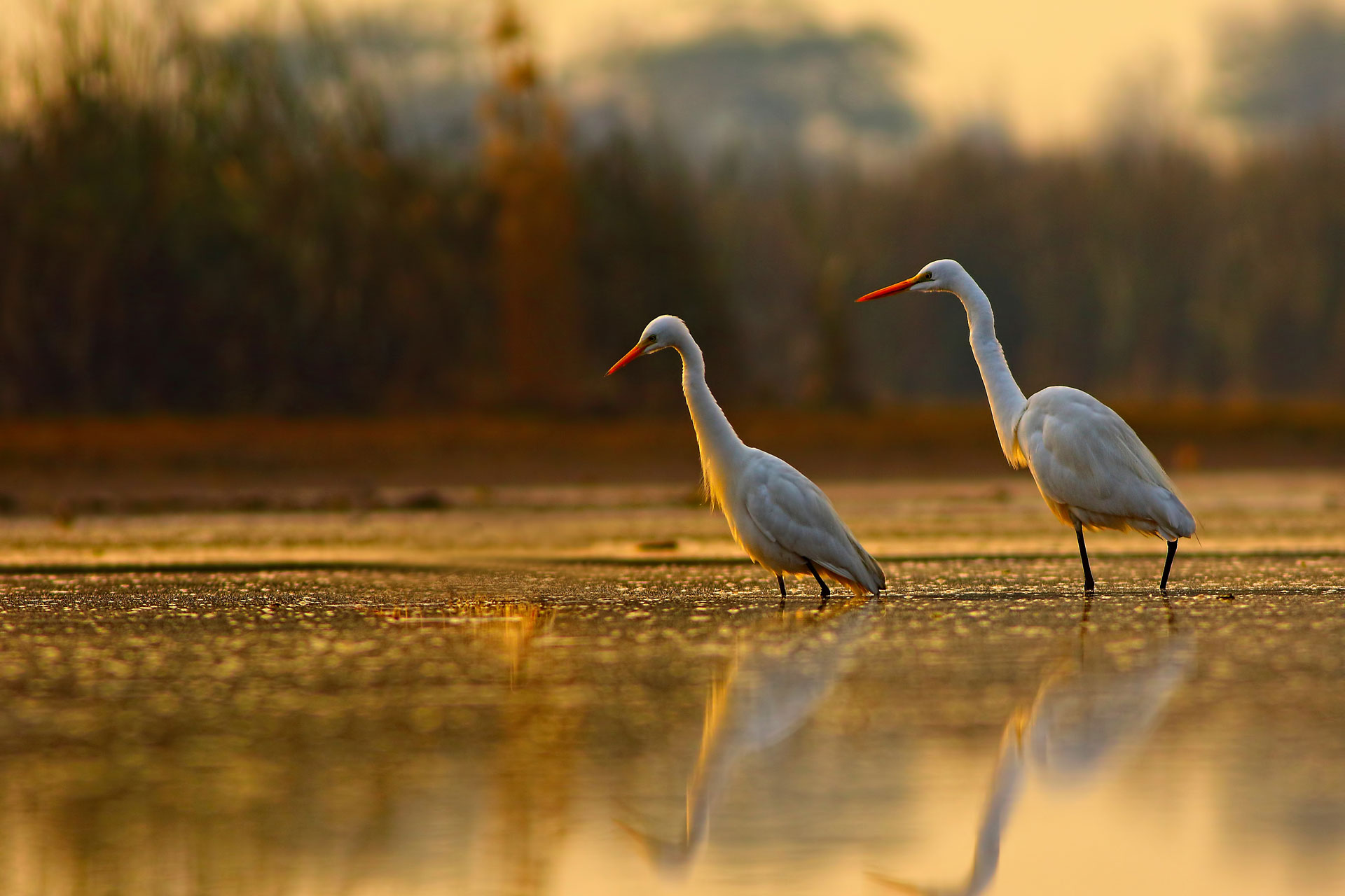 Birds in wetlands
