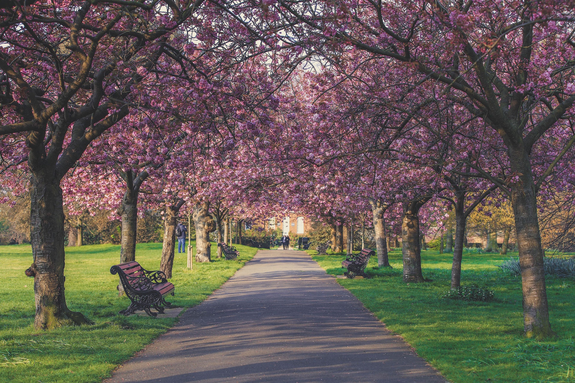 Pathway between pink blossom trees