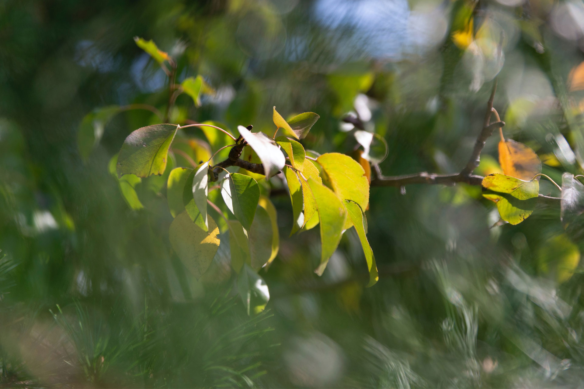 September leaves