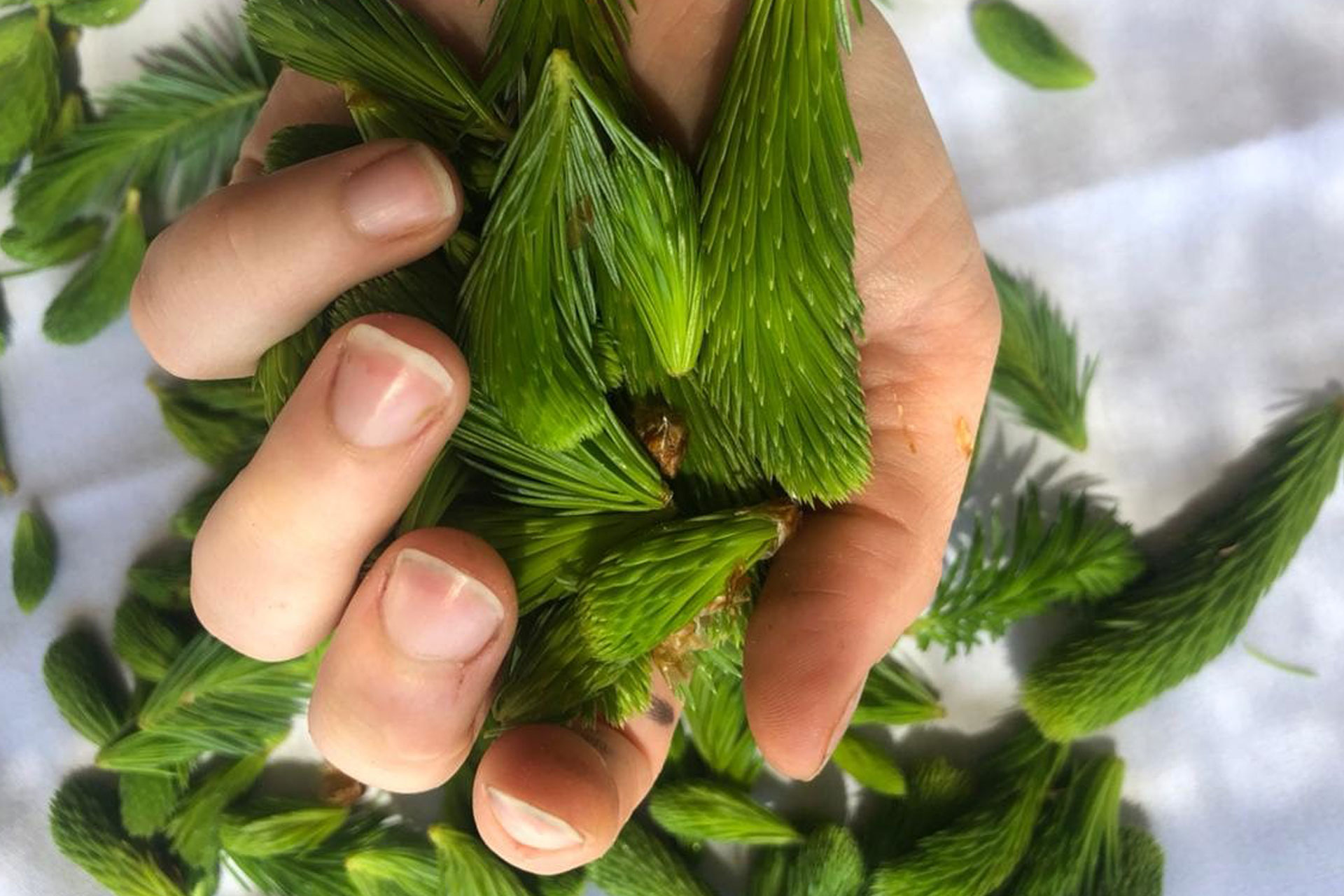 Top Tips For Foraging & Foraged Sea Spaghetti Recipe