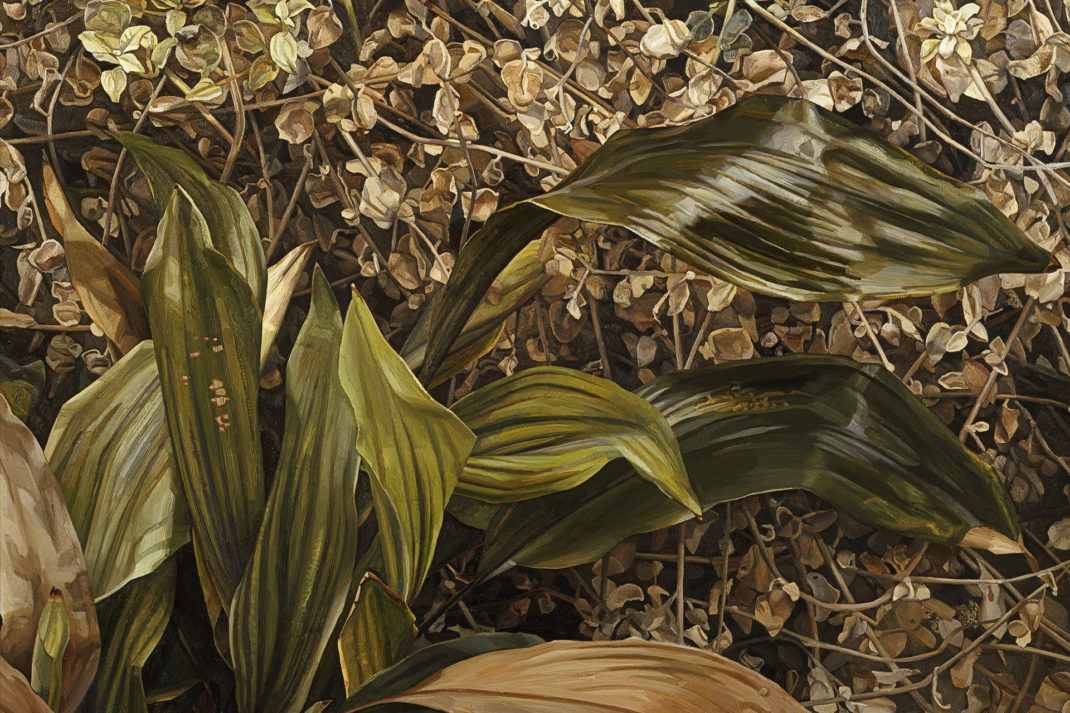 Two Plants, 1977-80 (oil on canvas) Freud, Lucian (1922-2011)