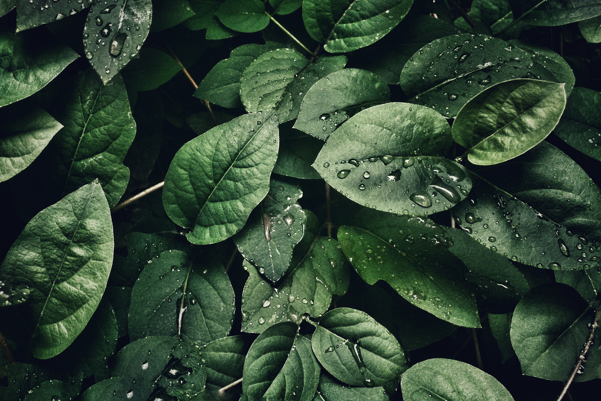 close up of leaves with water droplets