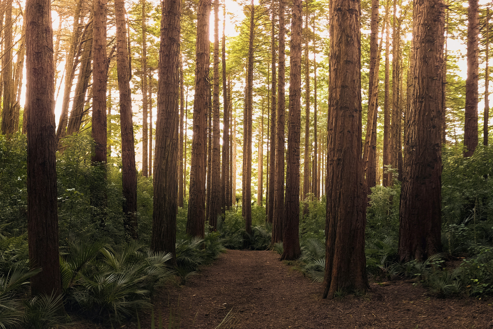 green leafed trees in the forest