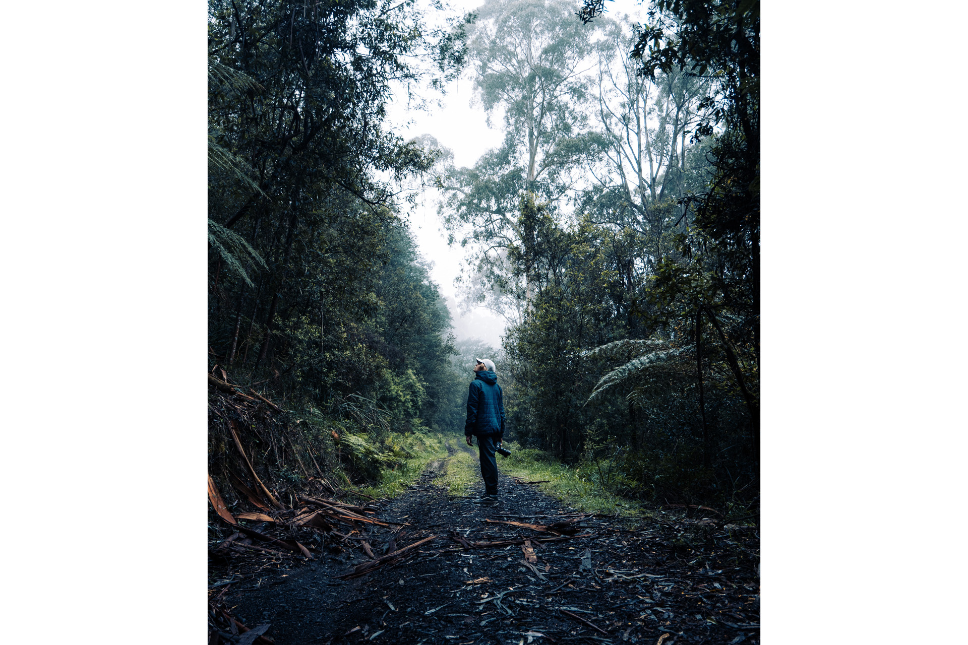 a man between trees on a path in the wilderness