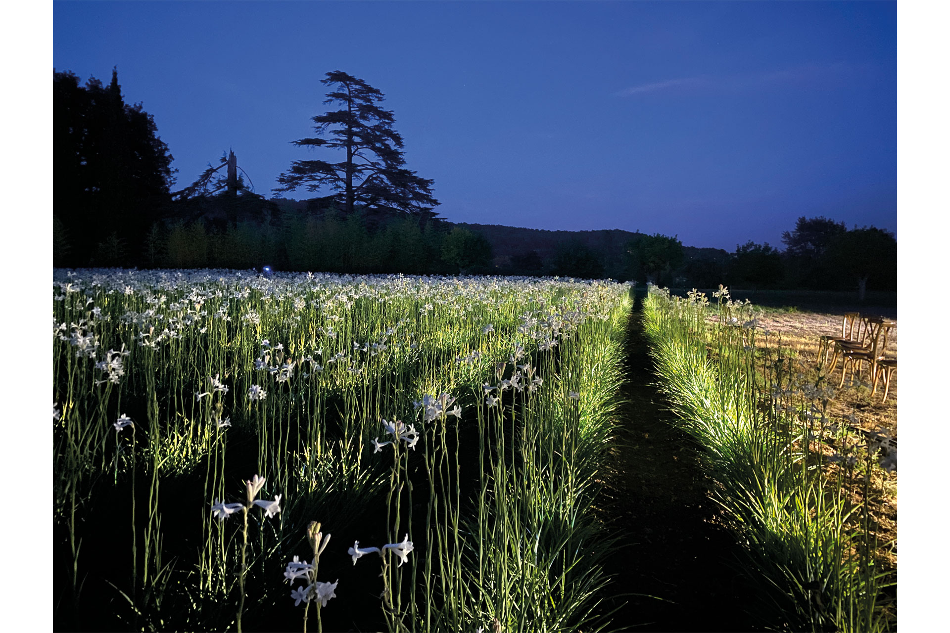 Field of ingredients for perfumer, Aurélien Guichard