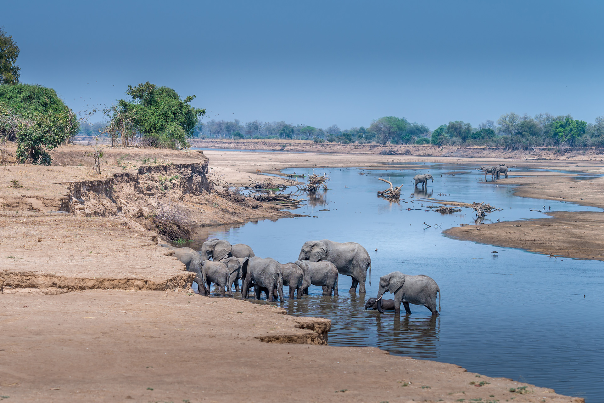 a herd of elephants wading in the Luangwa river Zambia