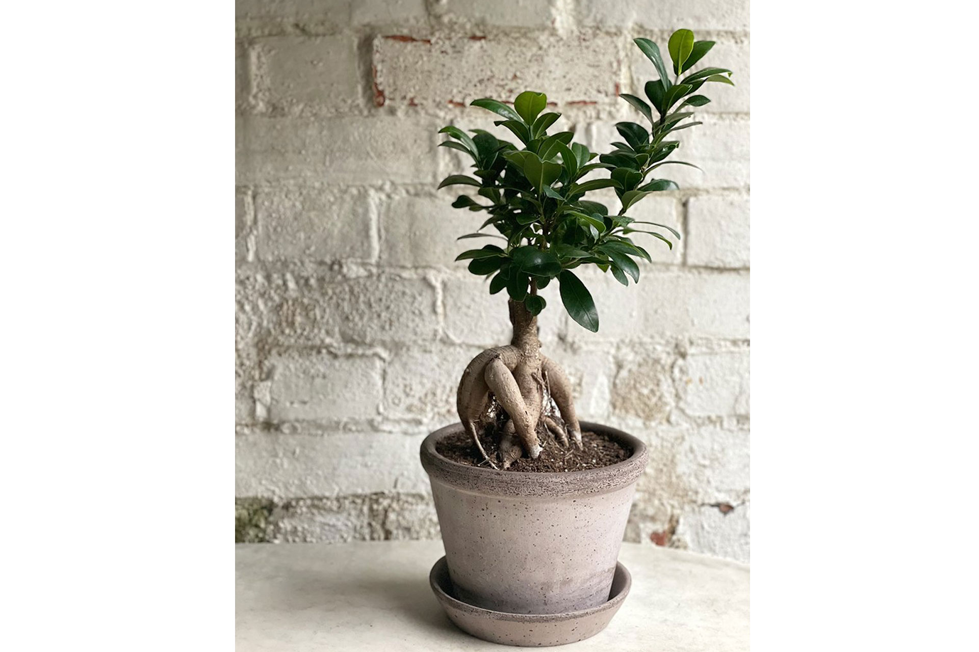 Glasshouse plant