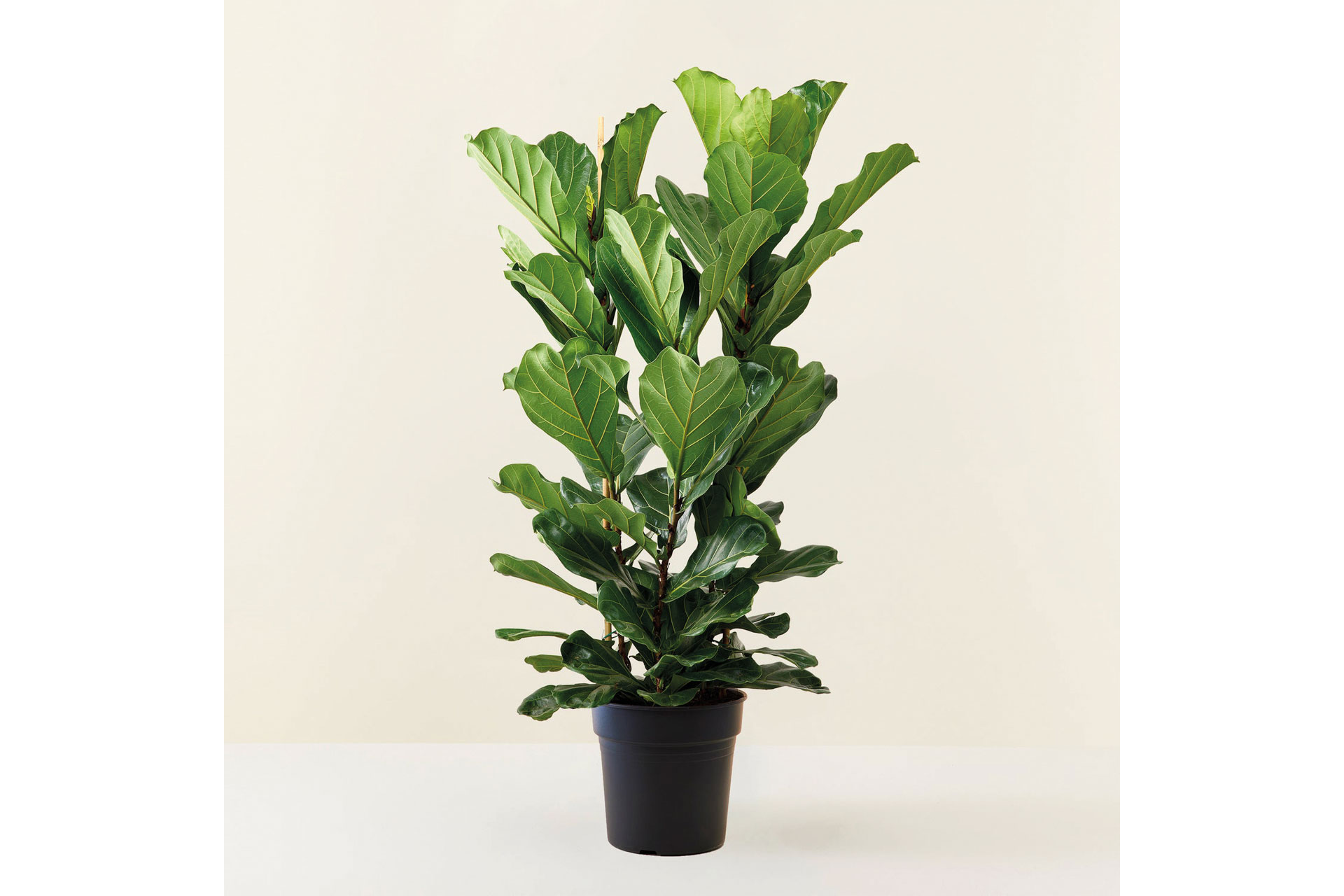 Flowy Ficus Lyrate XL