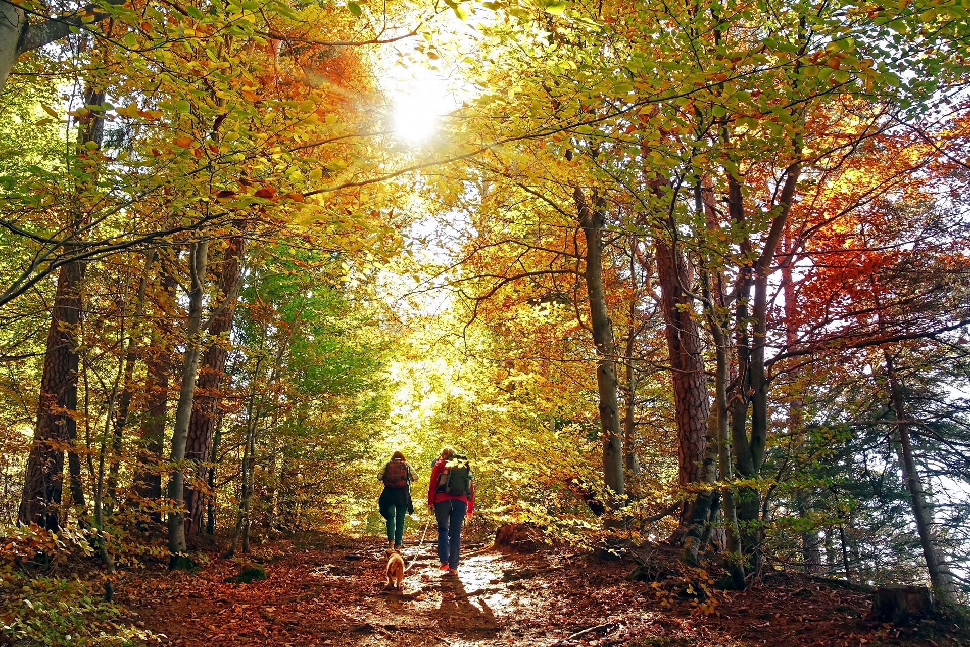 Hike with dog in October